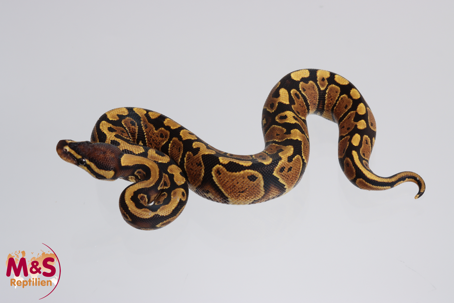 0.1 (Female) poss. Gravel Königspython NZ´M&S´23 Python regius
