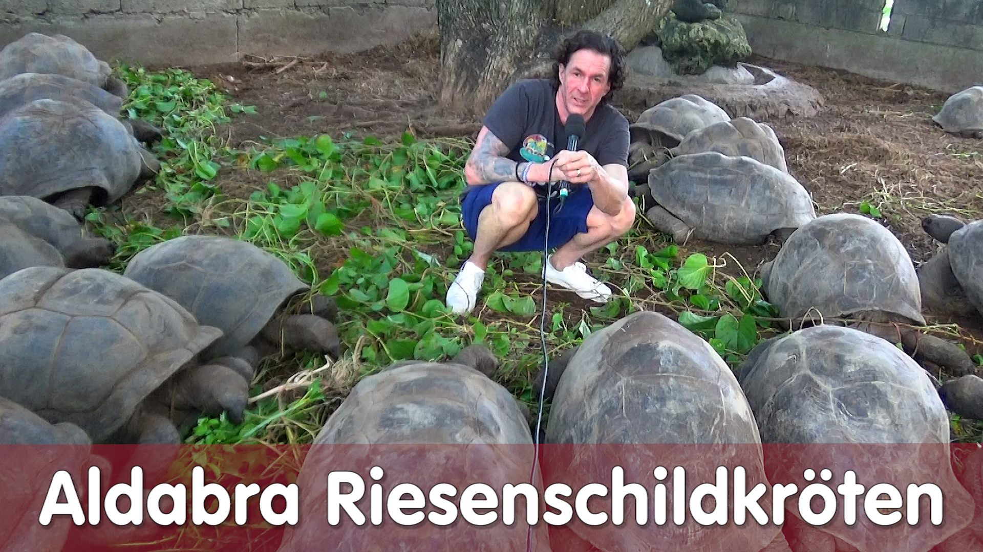 Folge 113 - Aldabra Riesenschildkröten – Seychellen 2018