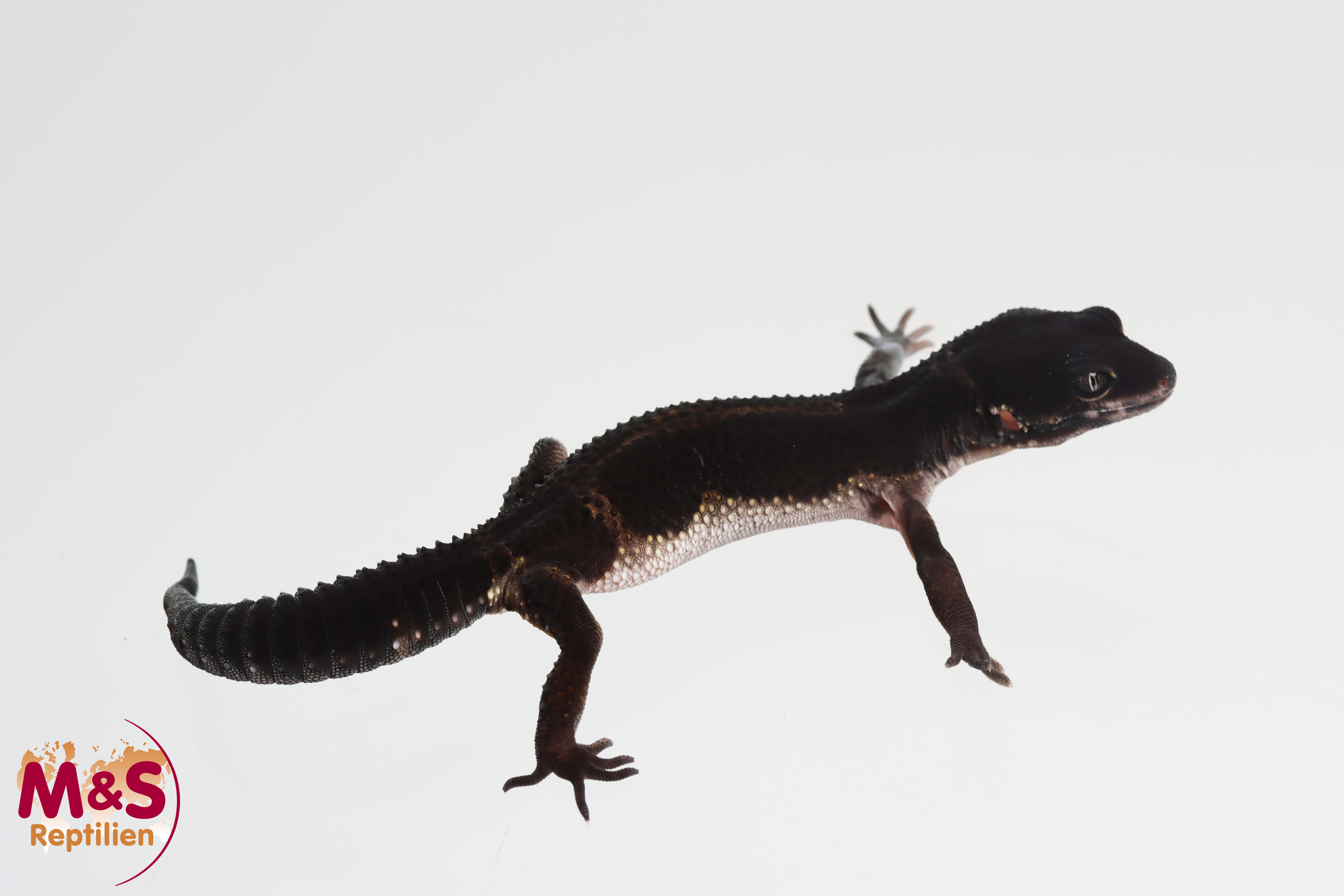0.1 (Female) Black Night Leopardgecko ( leichter Schwanzfehler) NZ'25 (ca. 12 cm) E. macularius (Originalbild)