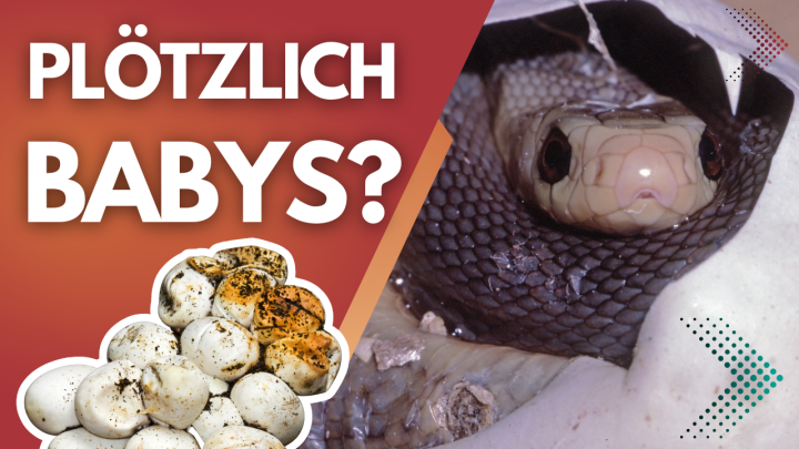 Plötzlich Babys – ganz ohne Männchen?! ? Die unglaubliche Wahrheit über Reptilien-Vermehrung