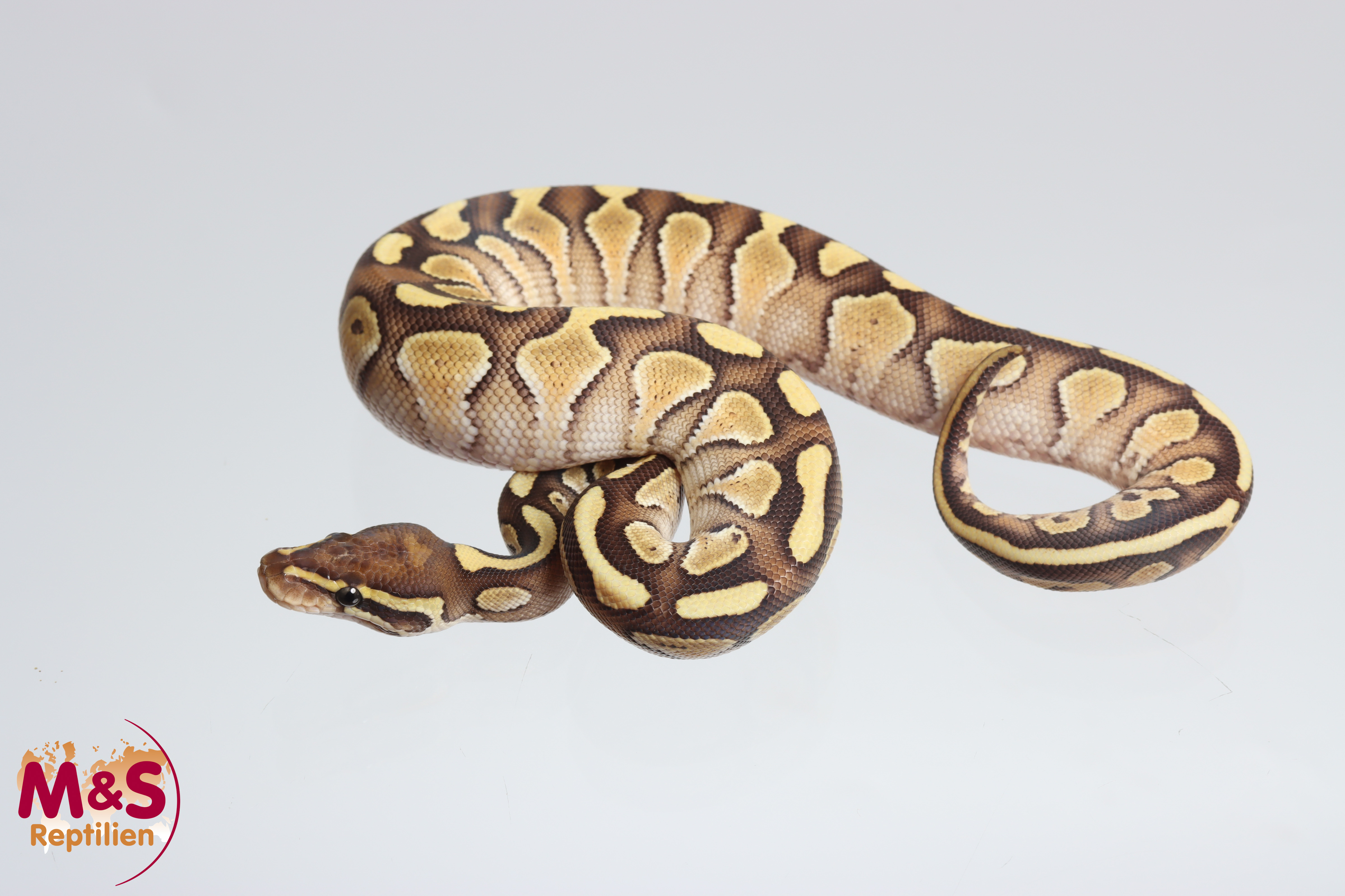 1.0 (Male) Lesser poss. Fire 50% hetero Sunset Königspython NZ´M&S´25 Python regius