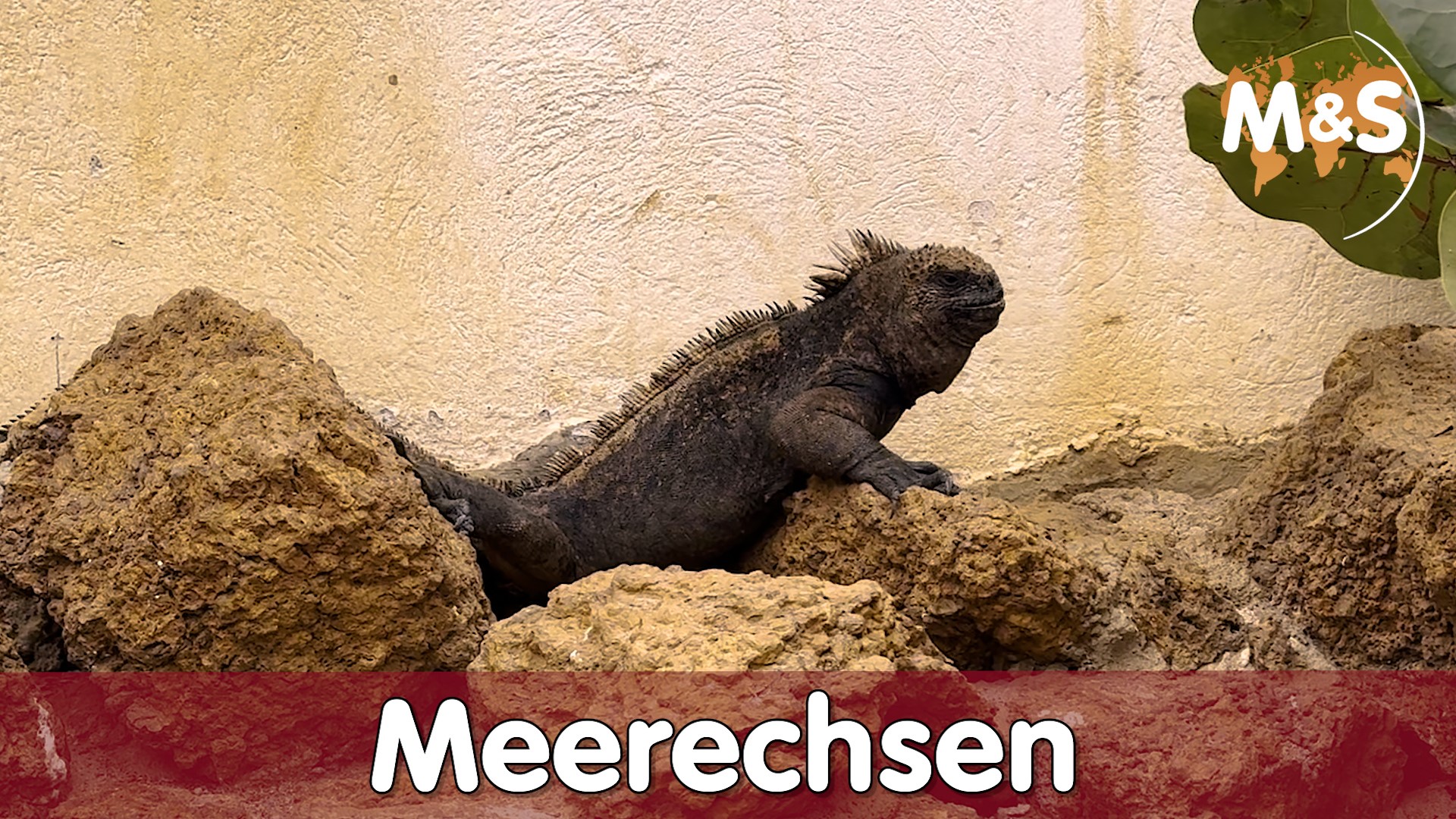 Meerechse (Amblyrhynchus cristatus) | CTC | Uganda