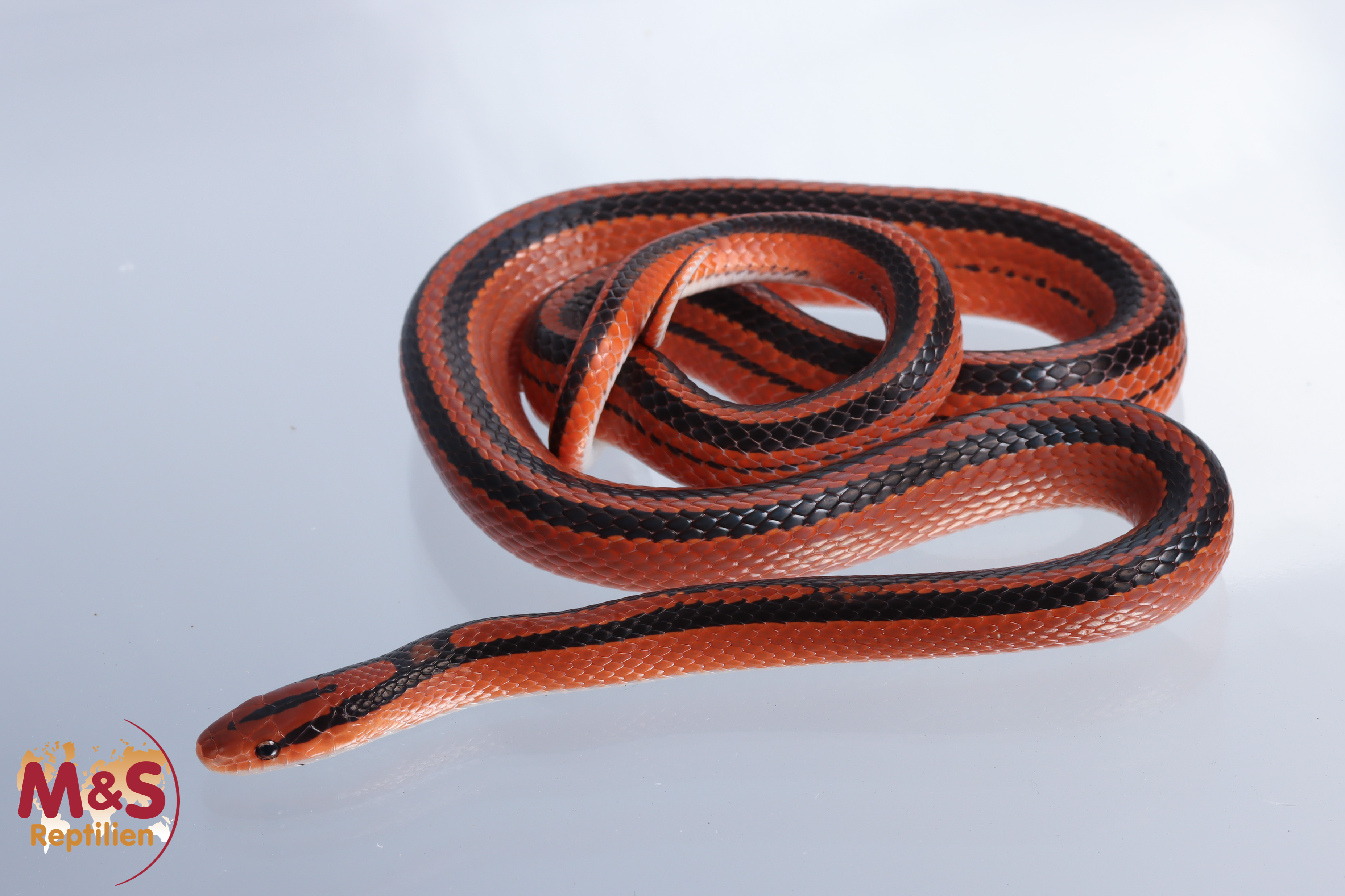 Rote Thailändische Bambusnatter NZ´23 (ca. 80 cm) Oreocryptophis porphyraceus coxi (Symbolbild)