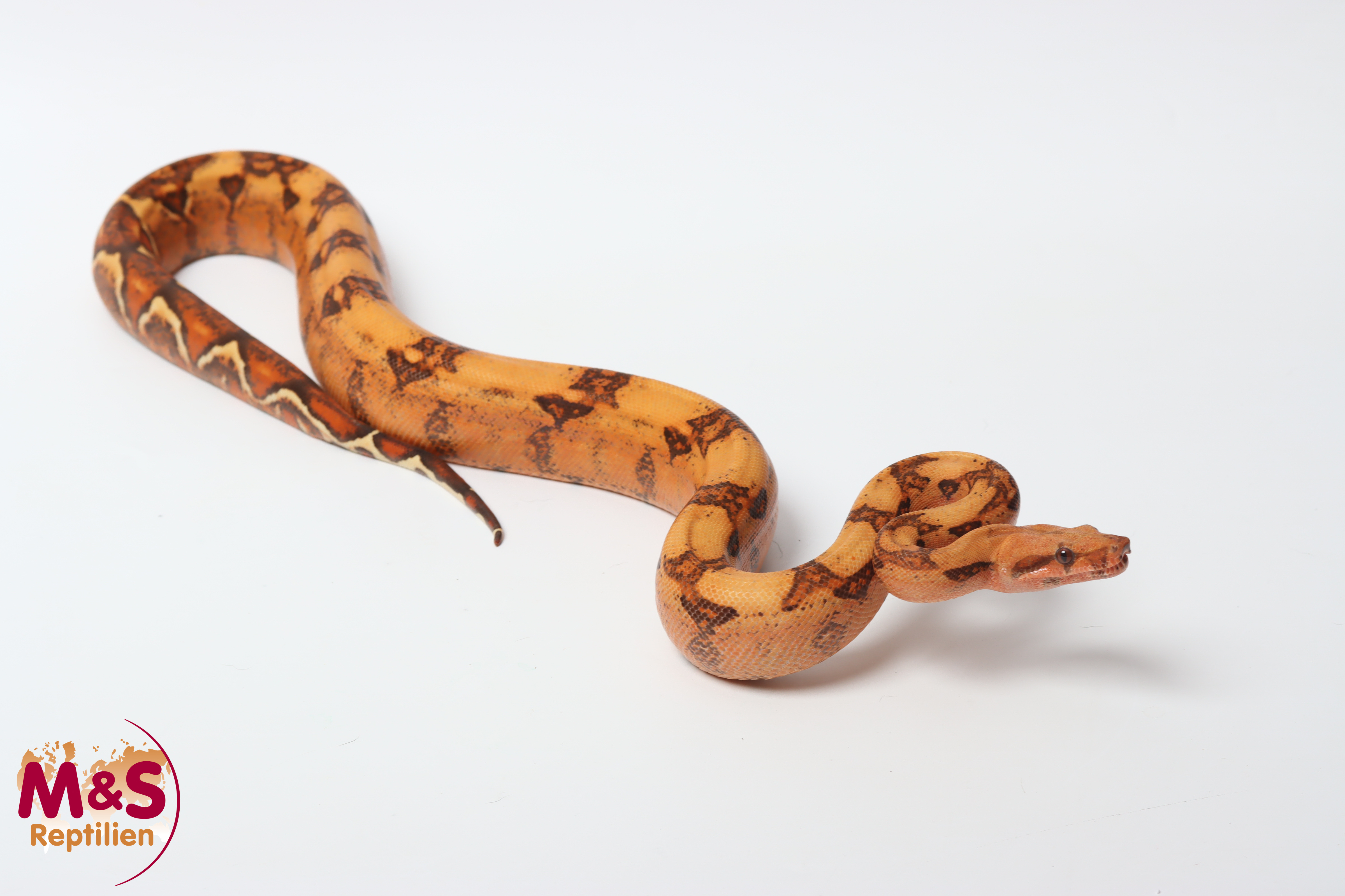 0.1 (Female) VPI Blood NZ'24 (ca.80-90cm) Boa c. imperator (Originalbild)