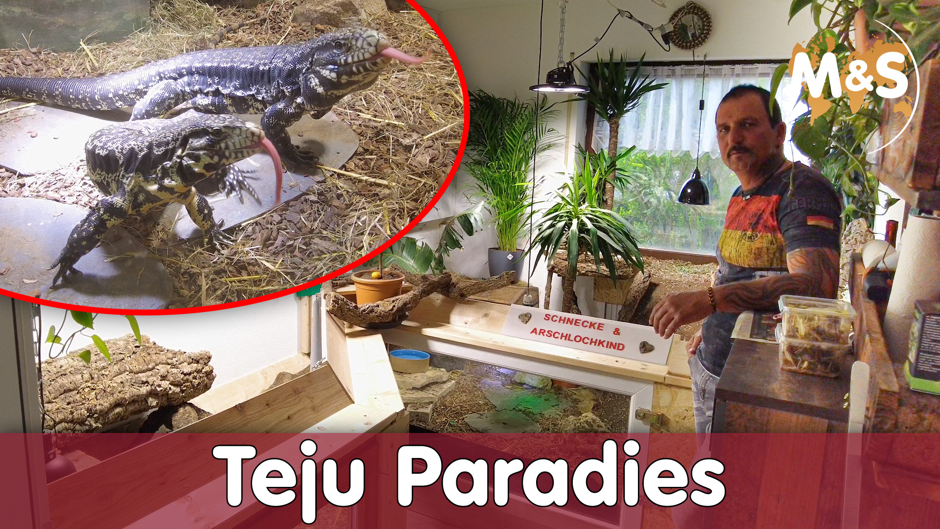 Teju Paradies bei Andy | DIY Zimmerterrarium