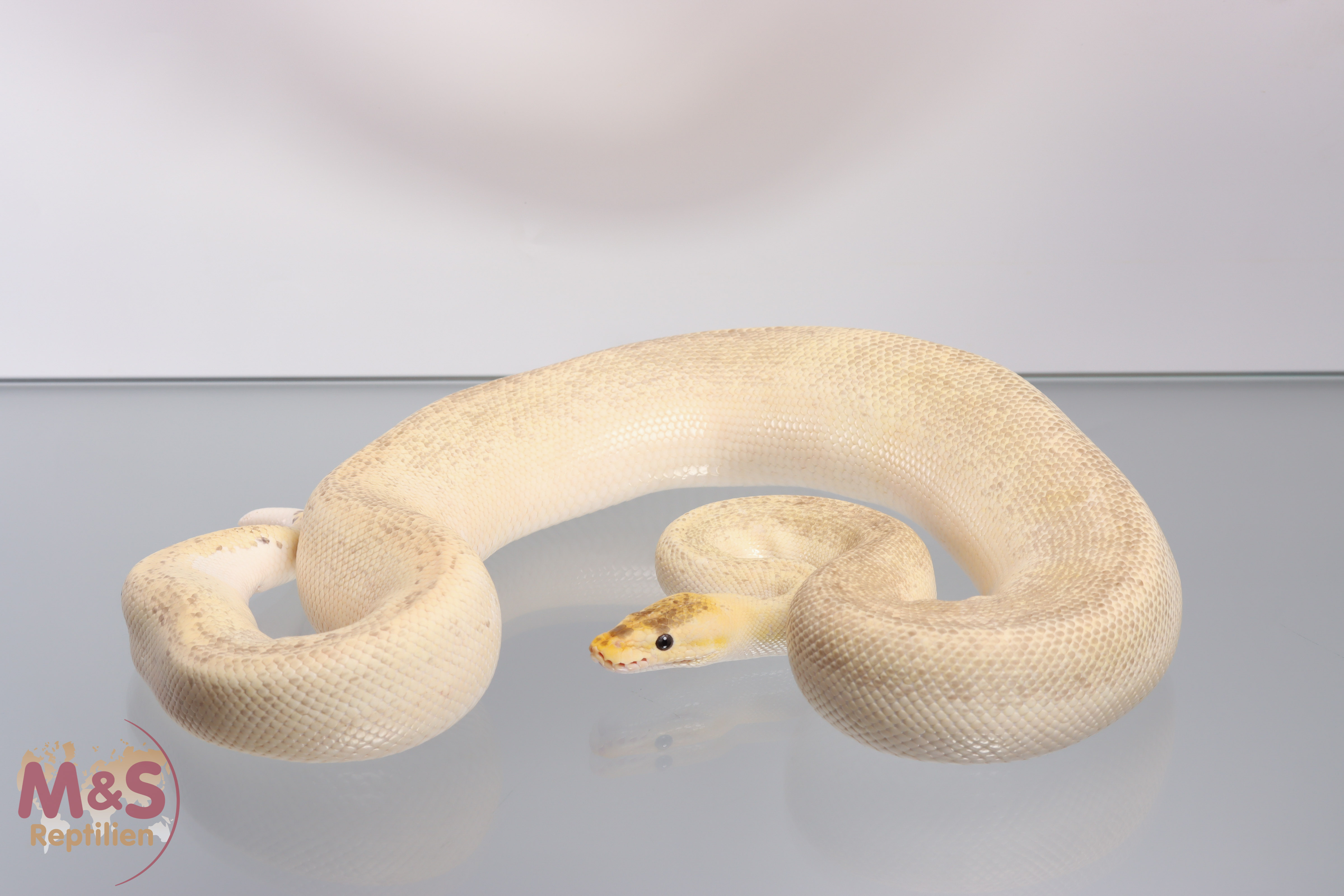 1.0 (Male) Champagne - Mojave pos. Highway (Gravel-Yellowbelly) Königspython NZ´M&S´16 Python regius