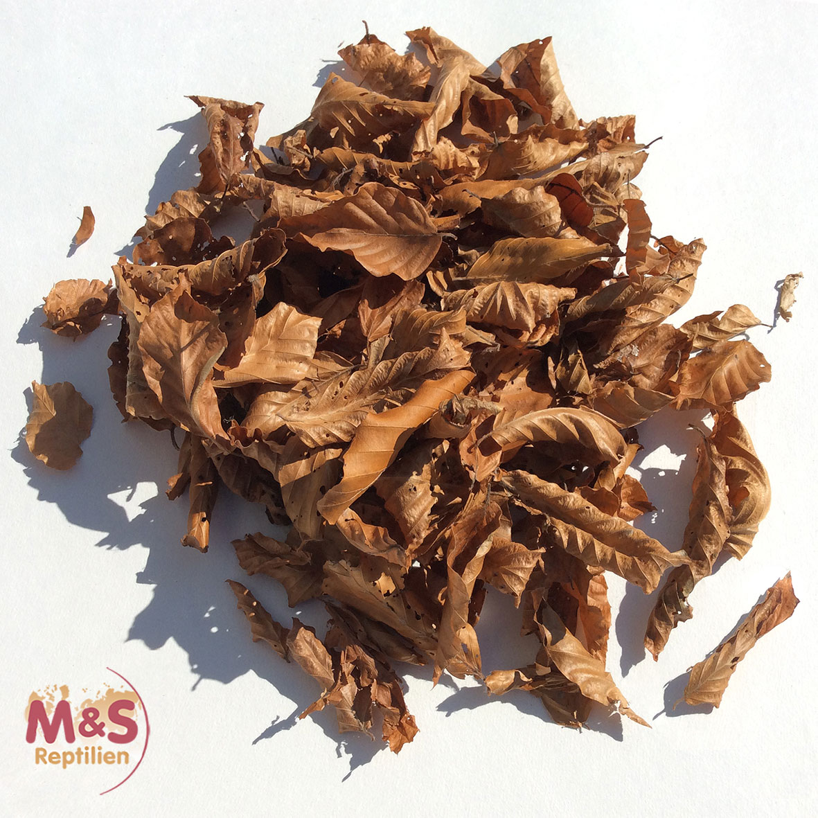 Buchenlaub/Buchenblätter braun, getrocknet, Futter/Dekoblätter (100 Stück)