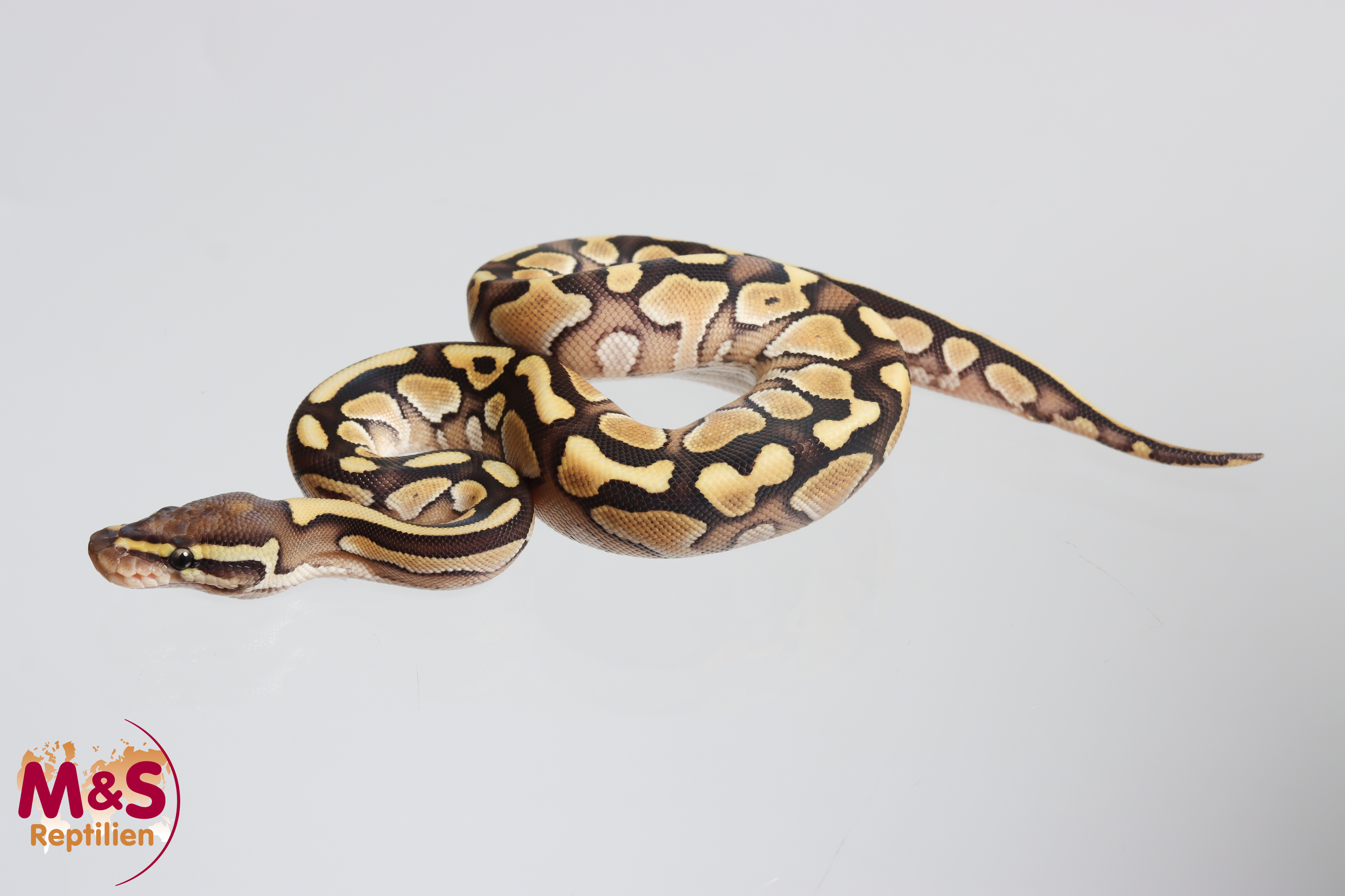 0.1 (Female) Lesser Königspython NZ´M&S´26 Python regius