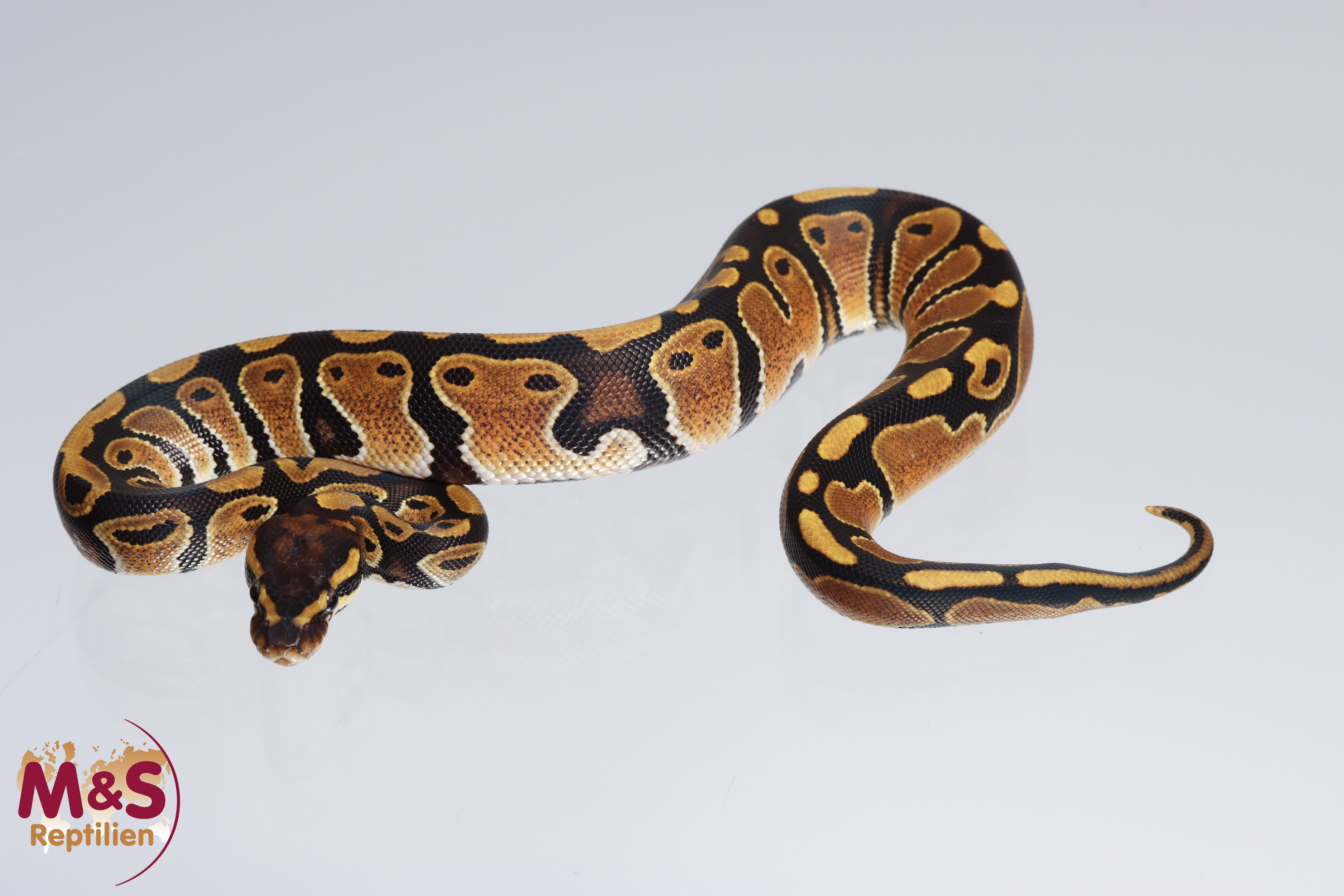 0.1 (Female) 100% doppel hetero Albino - Piebald Königspython NZ´M&S´22 Python regius