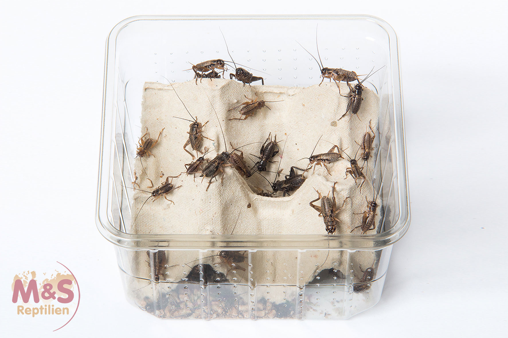 Steppengrillen mittel (Gryllus assimilis) Futterinsekten Spar-Abo 7-tägig