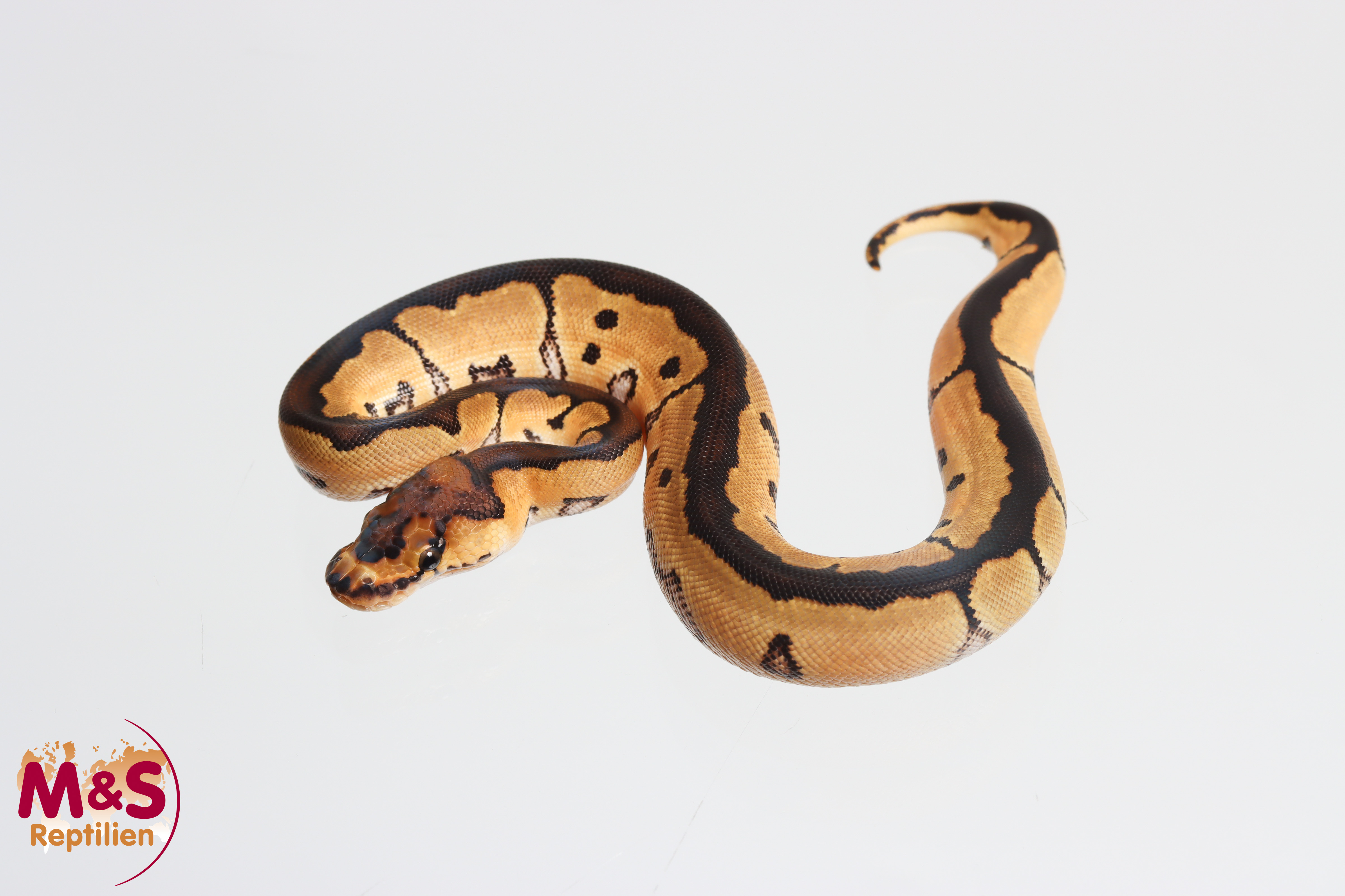 0.1 (Female) Clown 66% poss.Axanthic Königspython NZ' M&S 26 Python regius