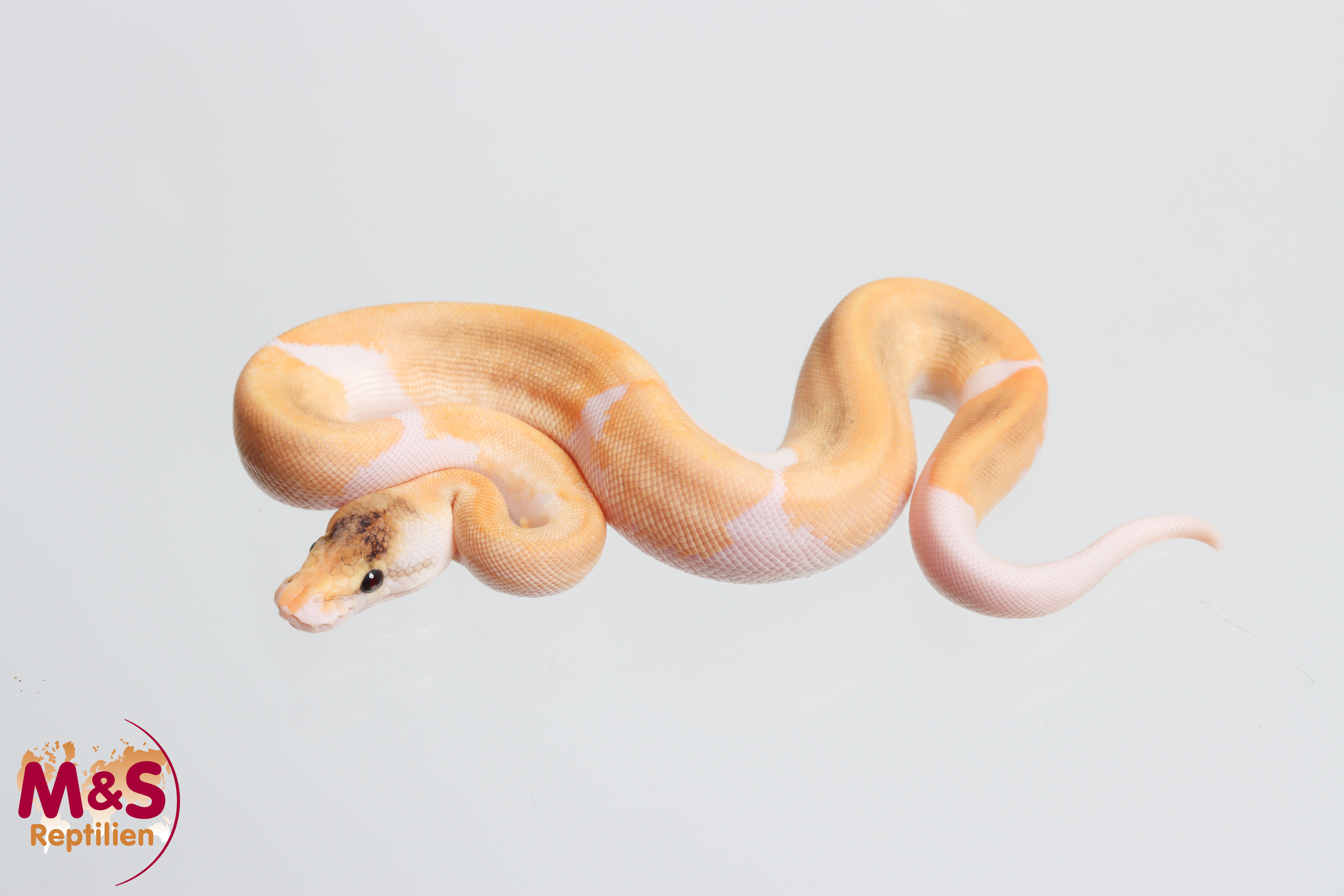 1.0 (Male) Champagne - Pastel poss. Enchi - Stranger Königspython NZ´M&S´26 Python regius