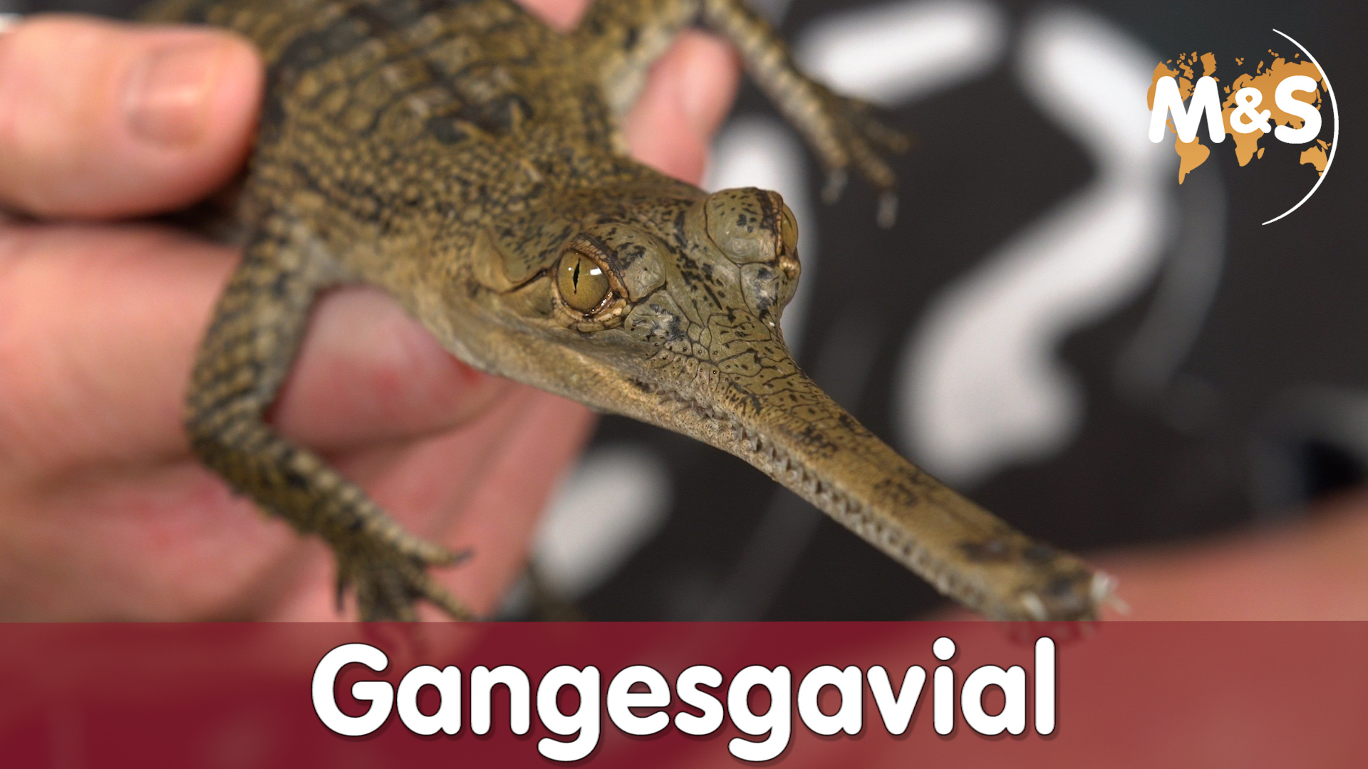 Die letzten noch lebenden Dinosaurier | seltene Gangesgaviale | Reptil TV