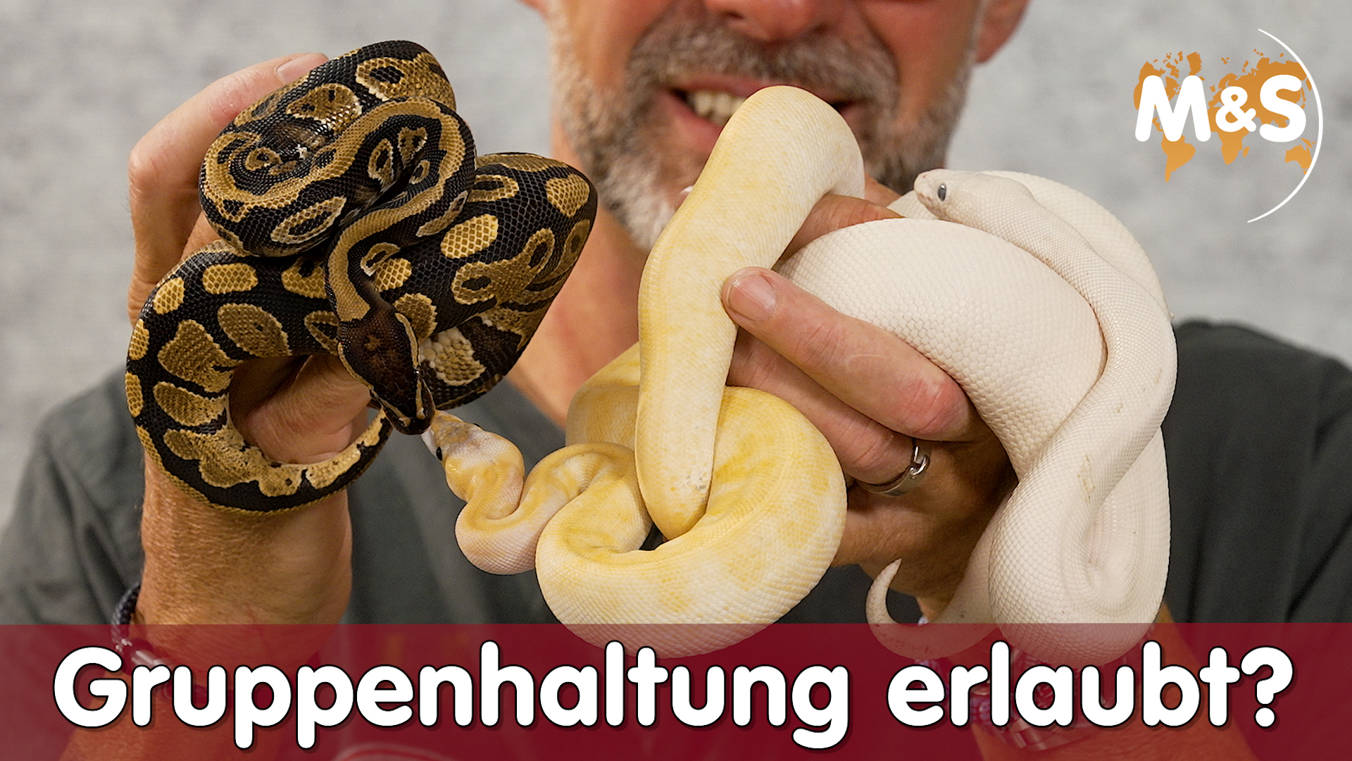 4 wichtige Regeln die jeder kennen sollte! | Königspython Gruppenhaltung | Reptil TV
