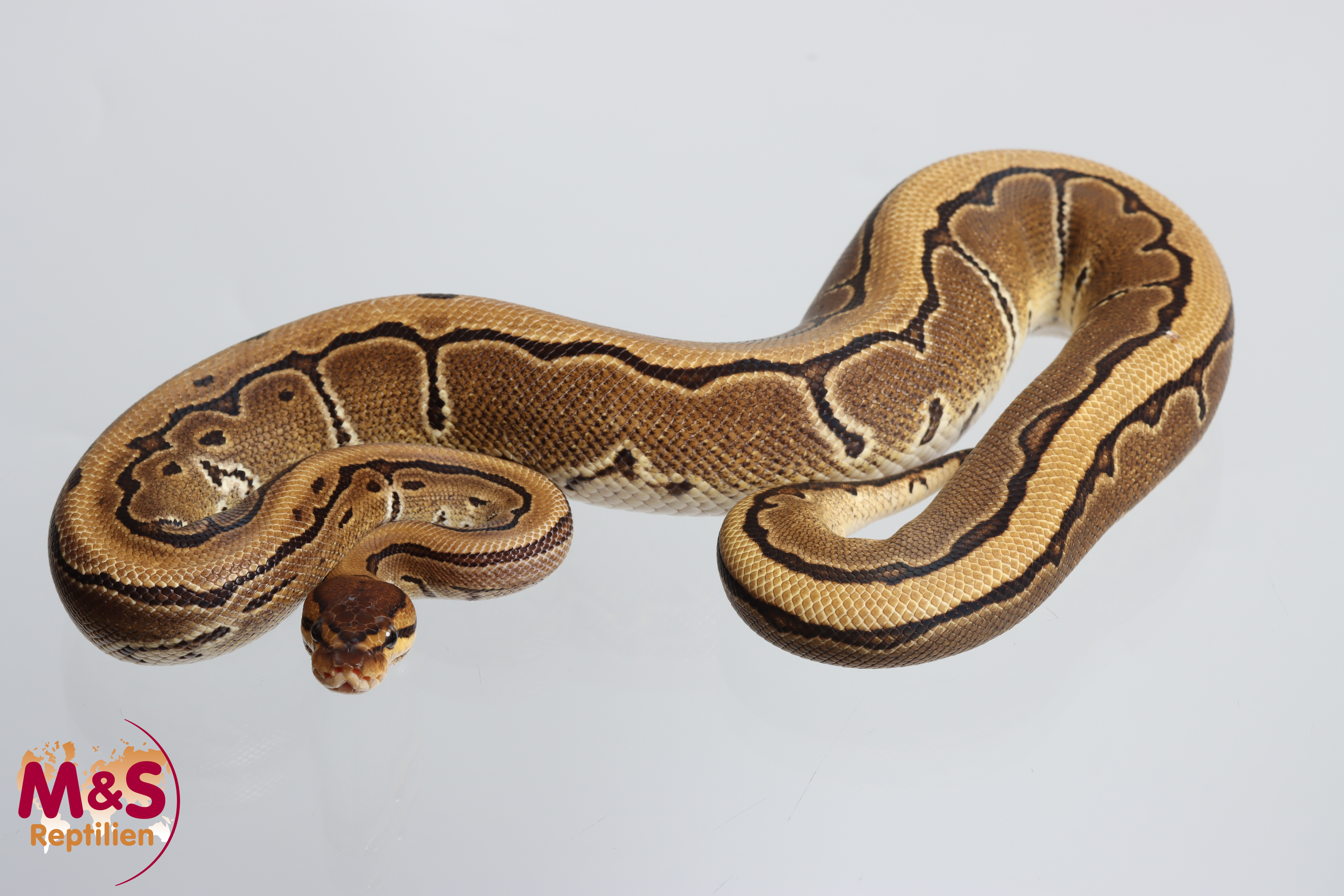 0.1 (Female) Pinstripe 66% doppelhetero Cryptic/Clown 50% poss. hetero Piebald Königspython NZ´M&S´25 Python regius