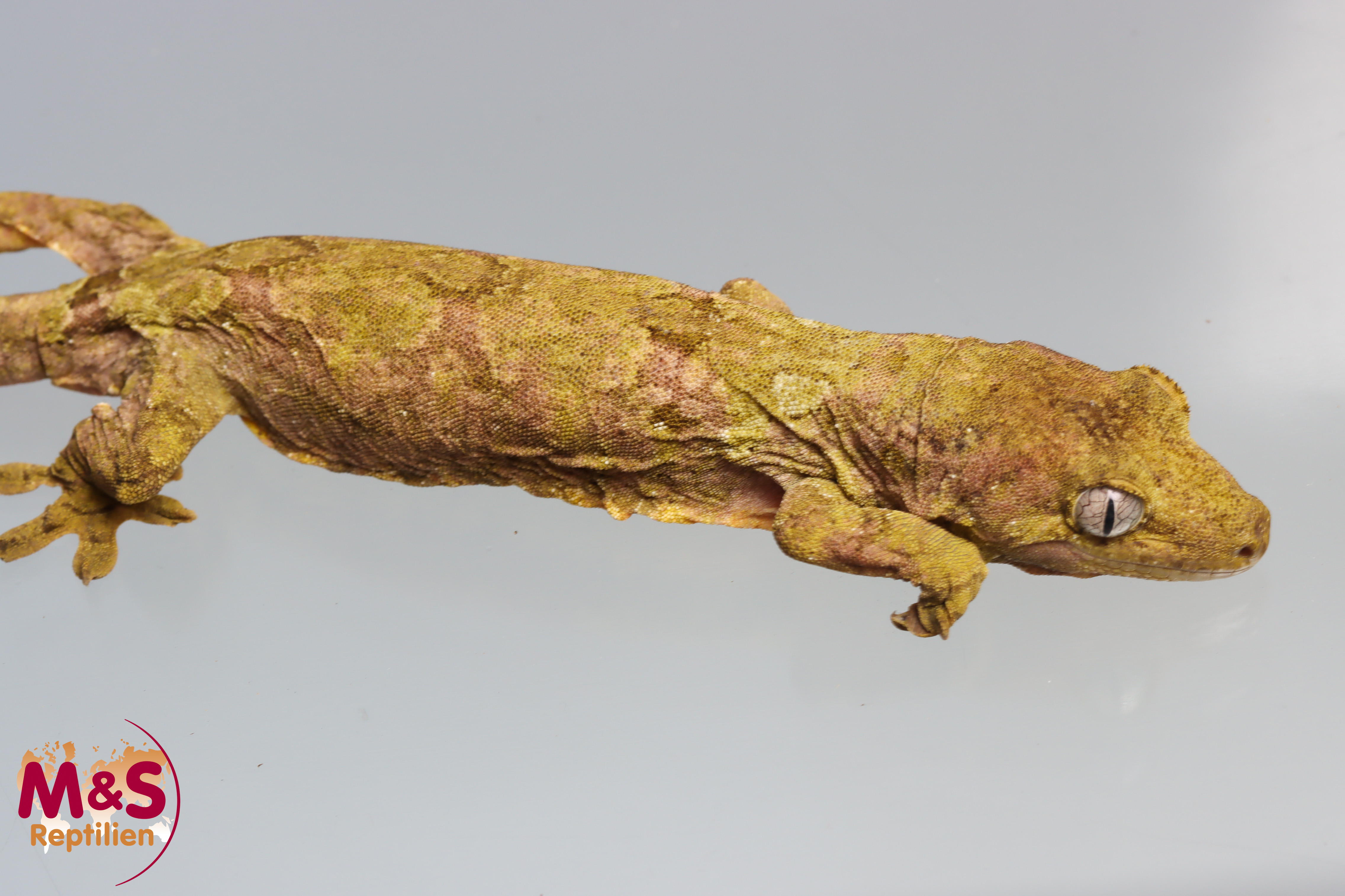 0.1 (Female) -Jalu Nehoue- Flechtengecko NZ 23 (adult) Mniarogekko jalu (Originalbild)