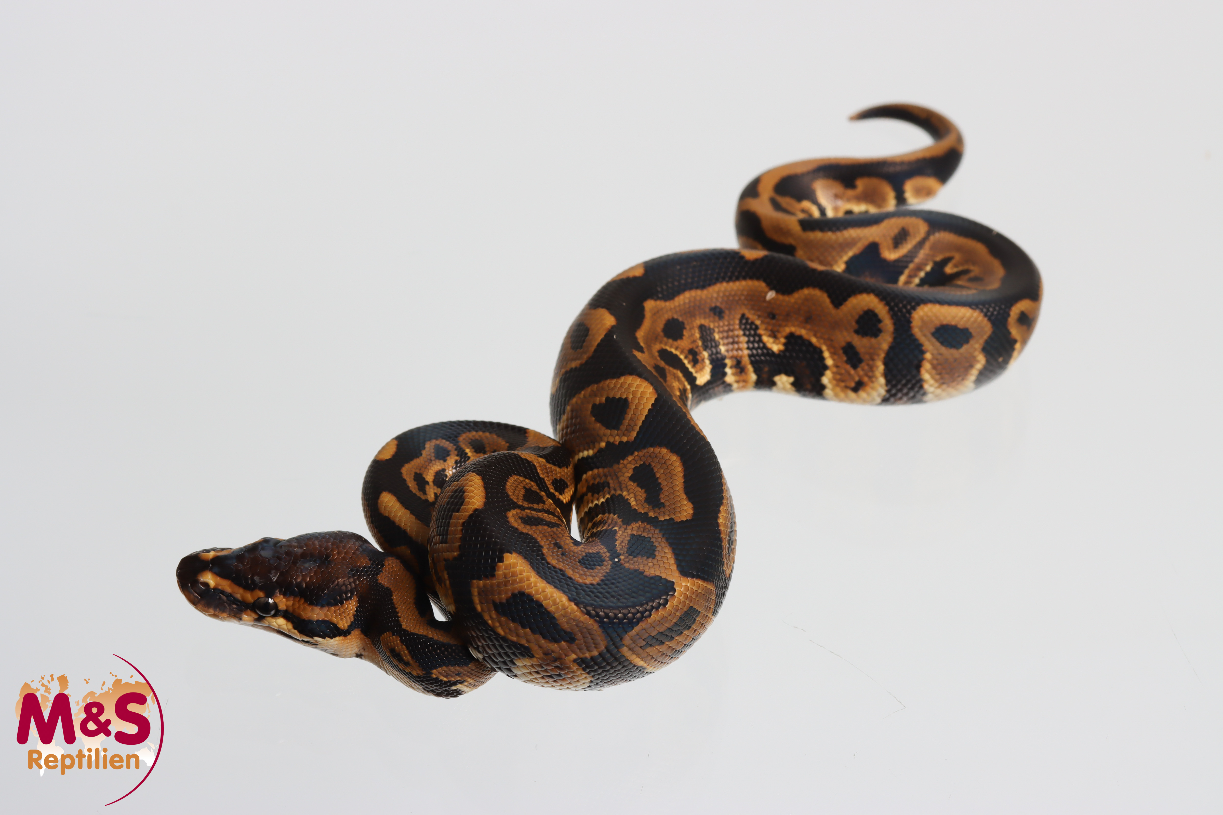 1.0 (Male) Leopard 100% het. Clown poss. Piebald NZ´M&S´26 Python regius