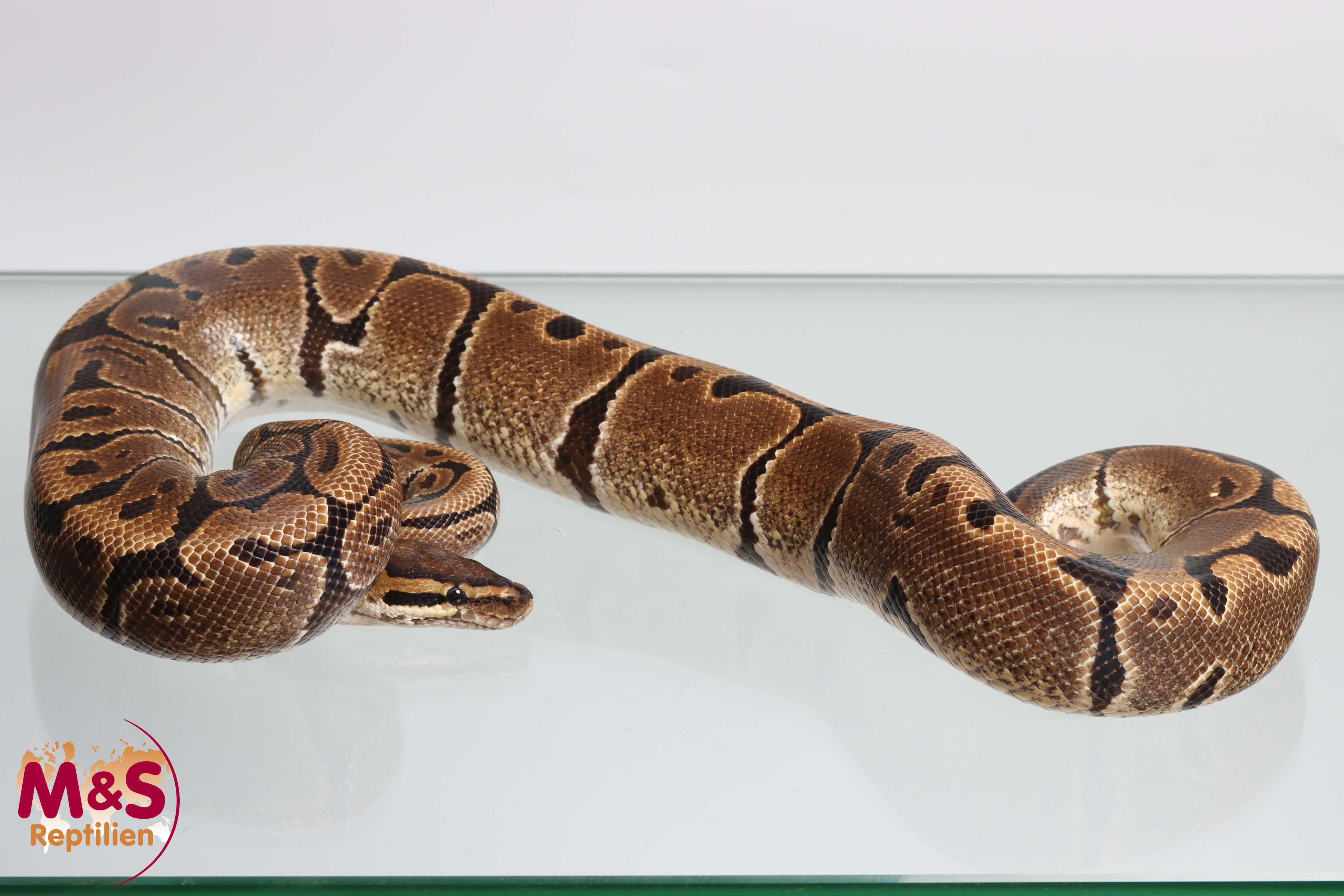 1.0 (Male) Creme Königspython NZ´M&S´16 Python regius