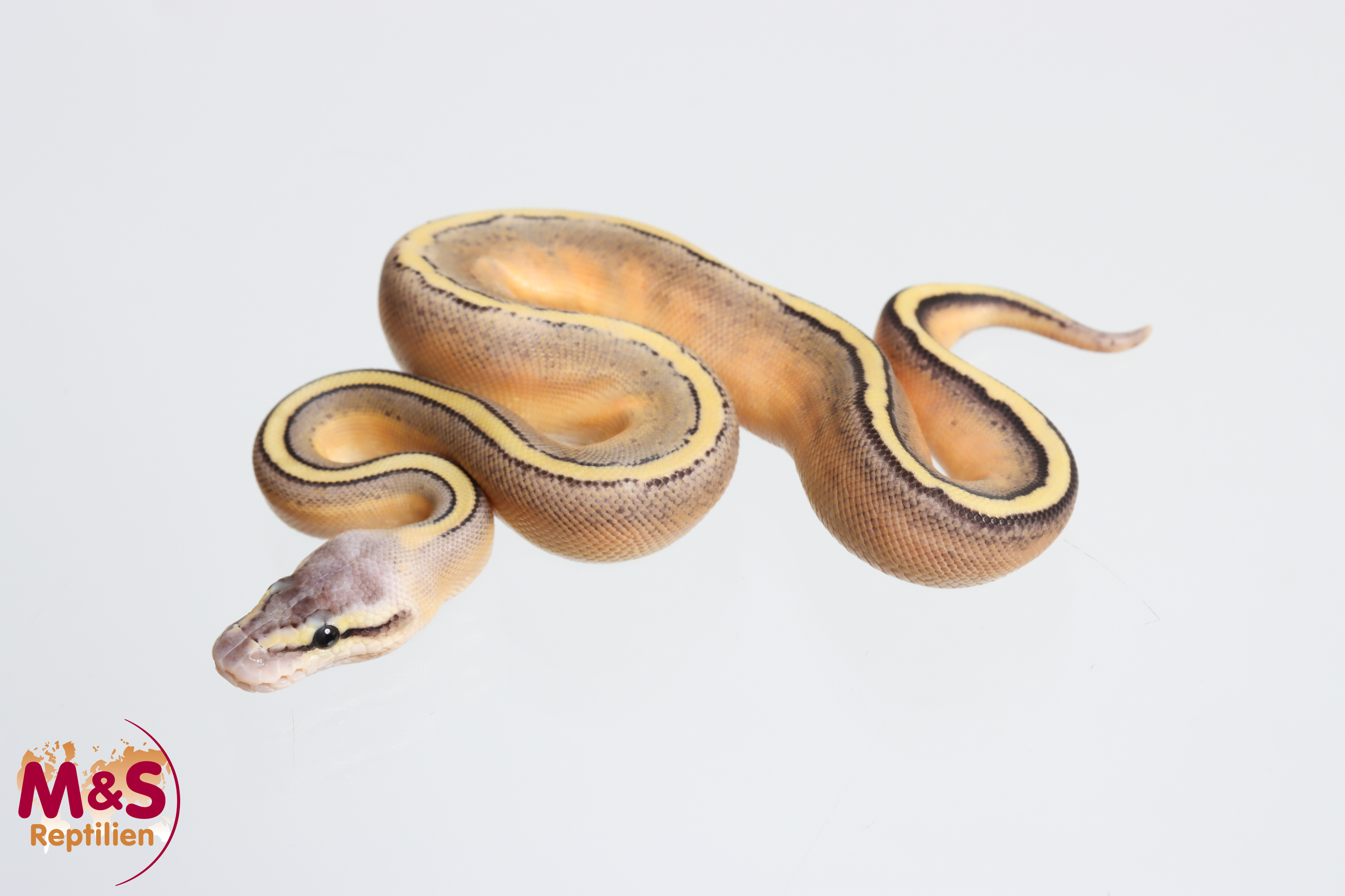 1.0 (Male) Genetic Stripe-Super Pastel Königspython NZ' M&S 26 Python regius
