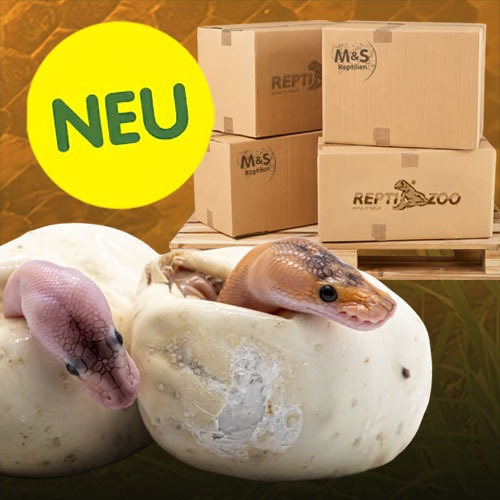Frisch eingetroffen!