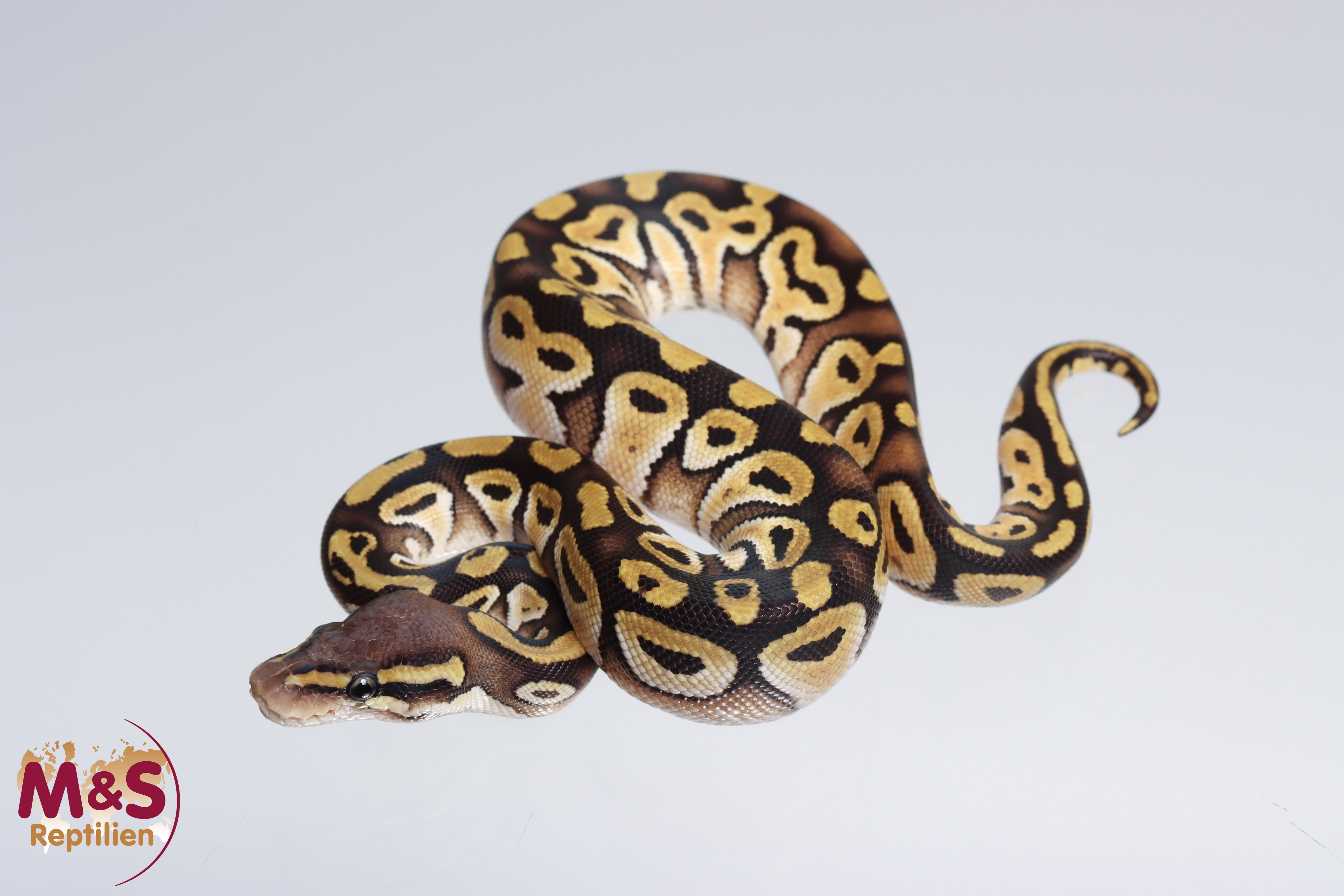 0.1 (Female) Mojave - Pastel Königspython NZ´M&S´22 Python regius