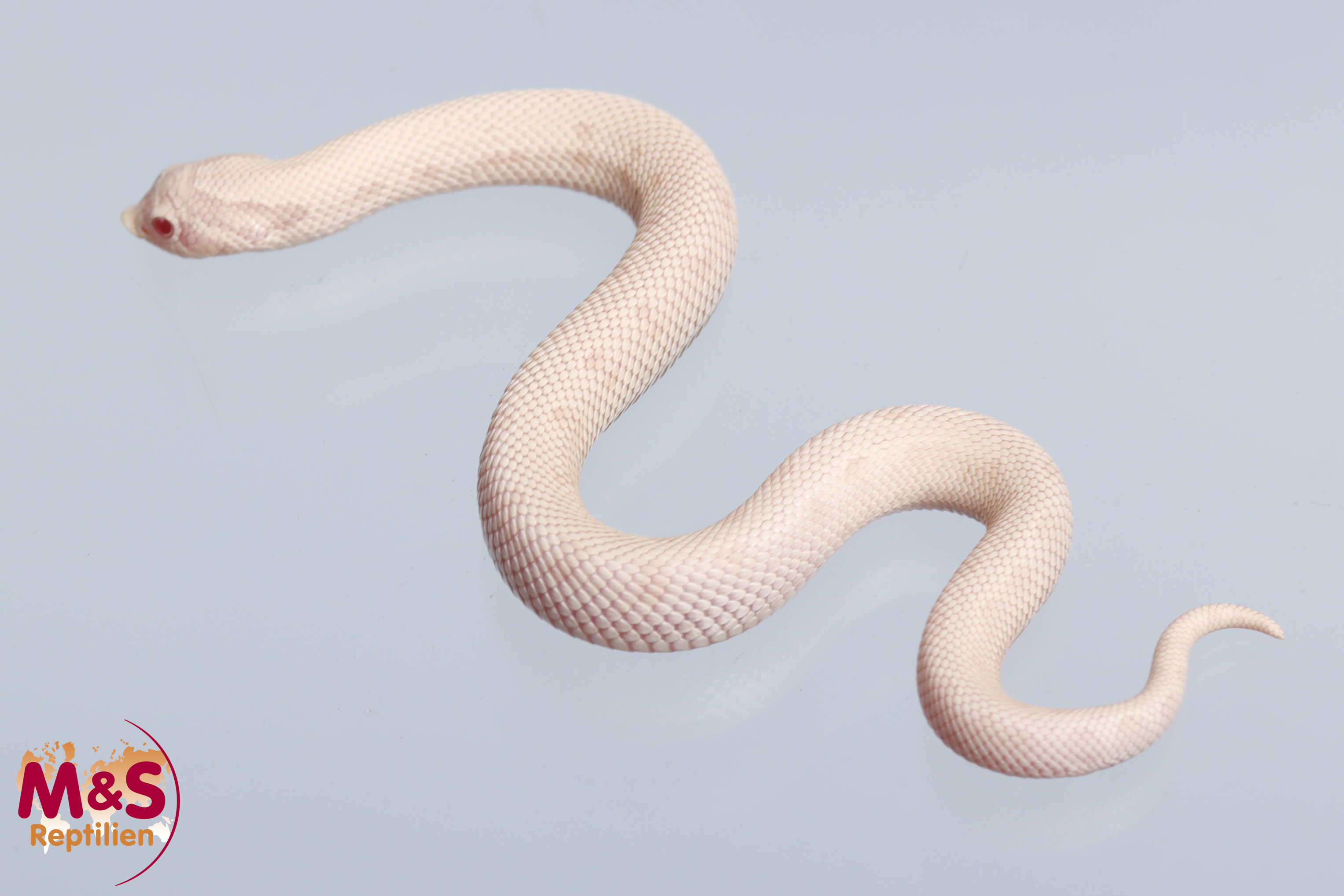 Yeti Hakennasennatter NZ´25 (small)  Heterodon nasicus (Symbolbild)