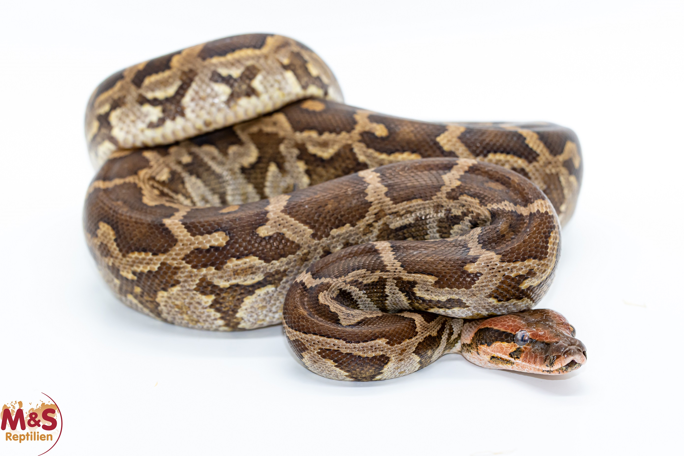 1.0 (Male) Heller Tigerpython NZ' 23 (ca. 120 cm) Python molurus molurus (Originalbild)