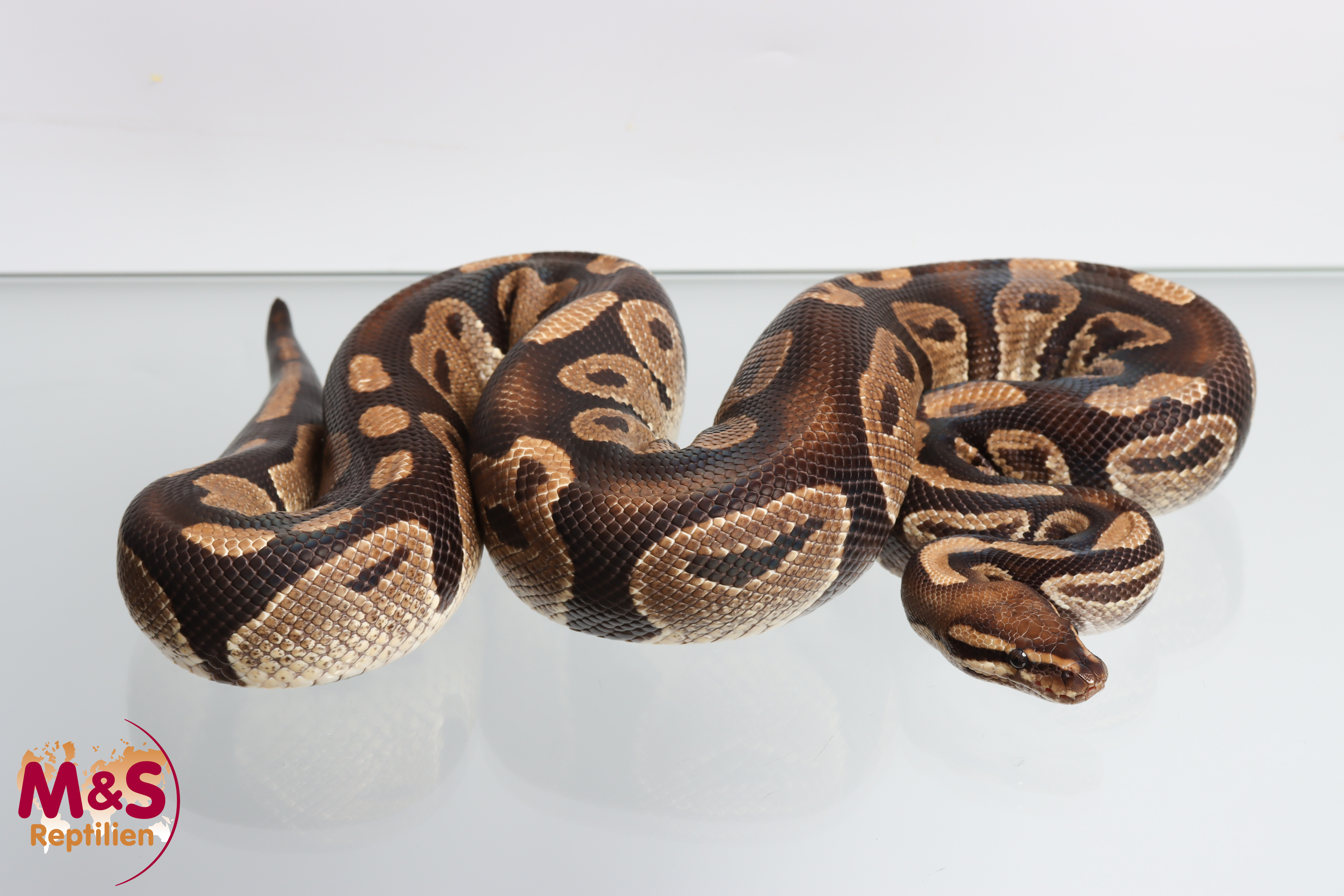 1.0 (Male) 100% Doppel Hetero Sunset- Piebald Königspython NZ´M&S´16 (adult) Python regius