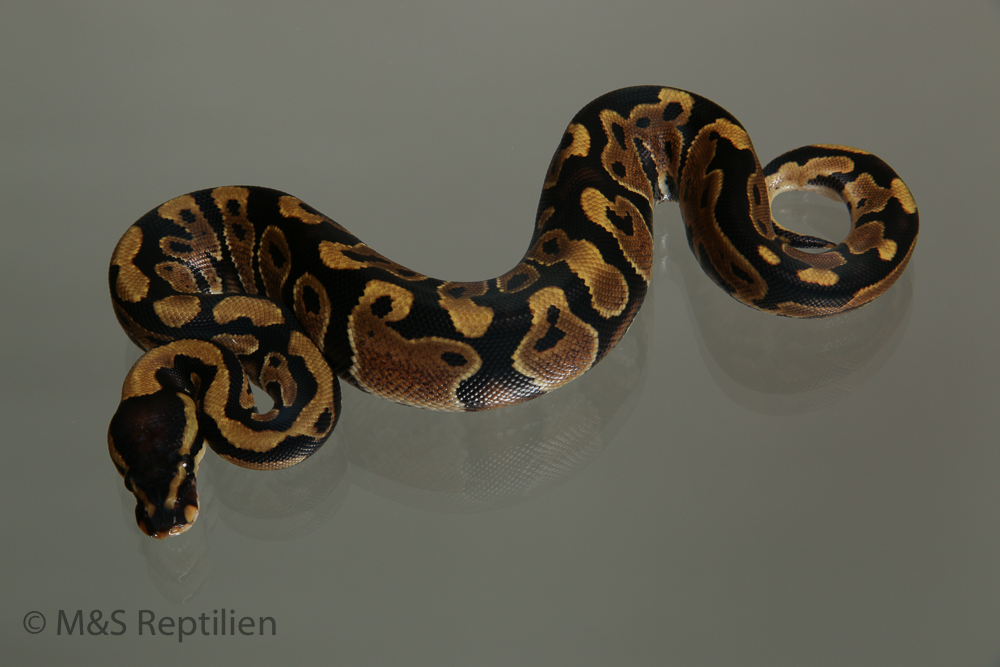 Female (0.1) Poss. Gravel (Poss. Highway-Maker)1100gr. NZ´M&S´15 Python regius