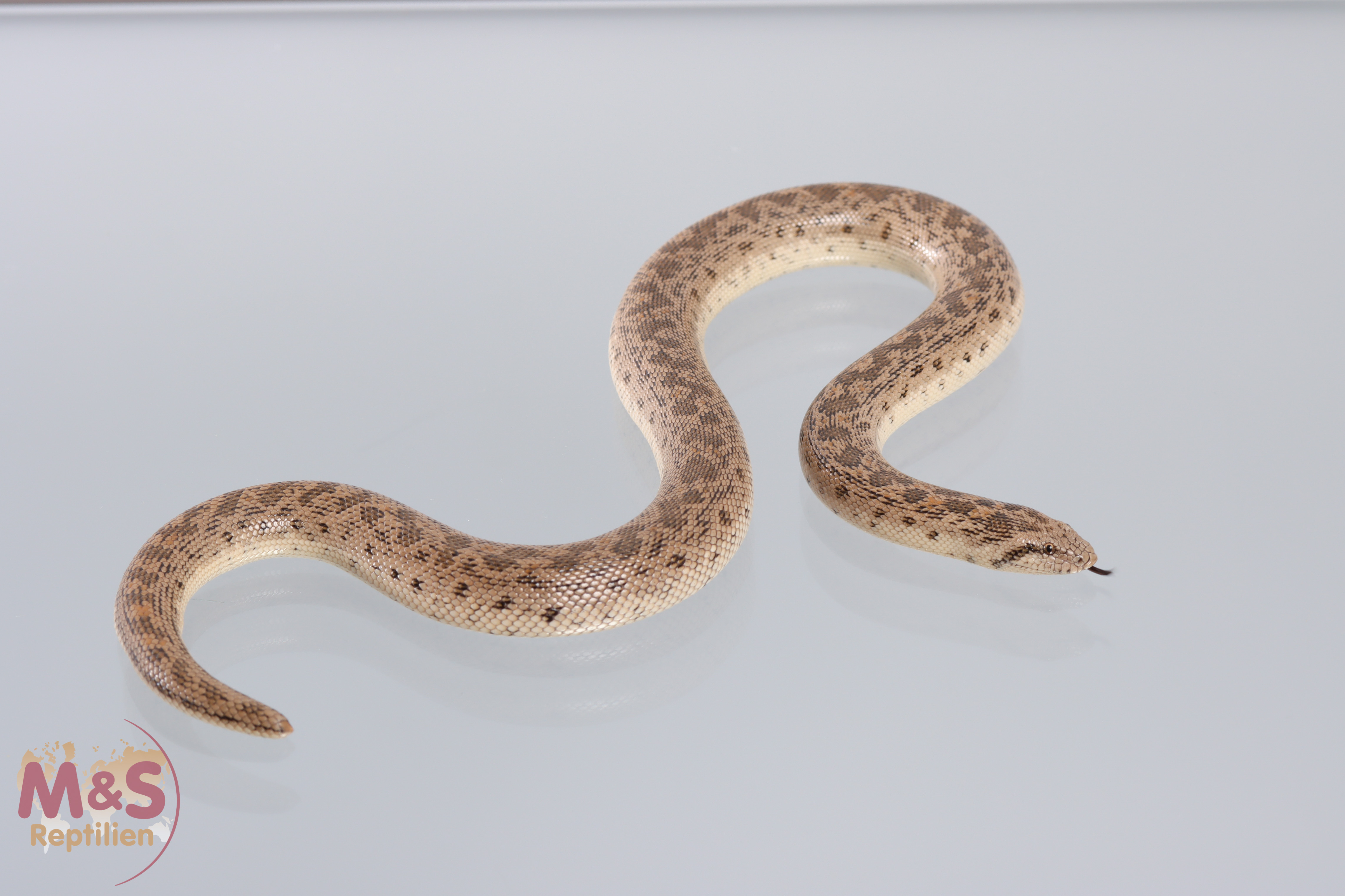 0.1 (Female) Große Sandboa, NZ´21 Eryx tataricus (Bild symbolisch)