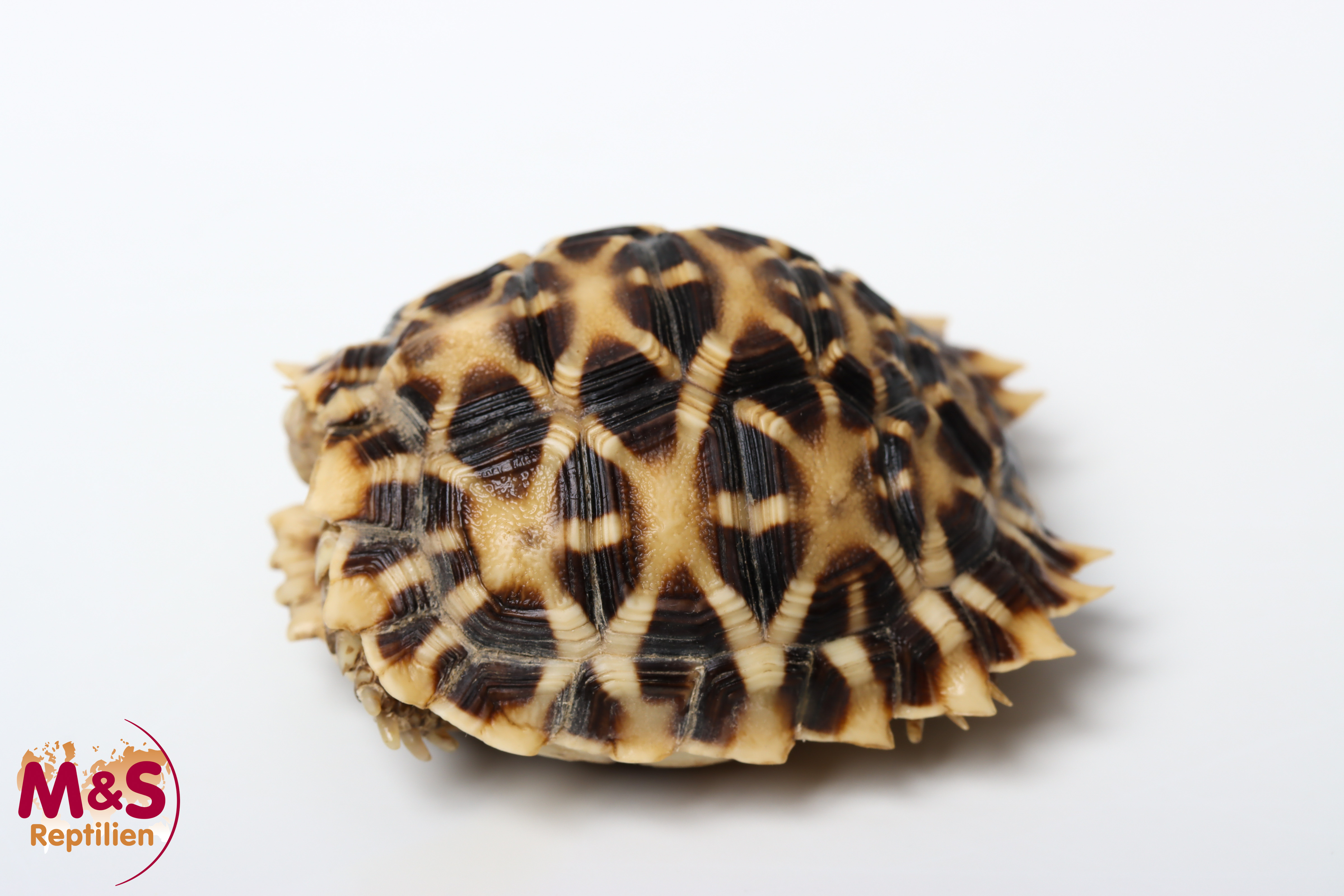 Kalahari Stachelrand-Landschildkröte (ca. 5-6cm) NZ´25 Psammobates oculiferus (Originalbild)