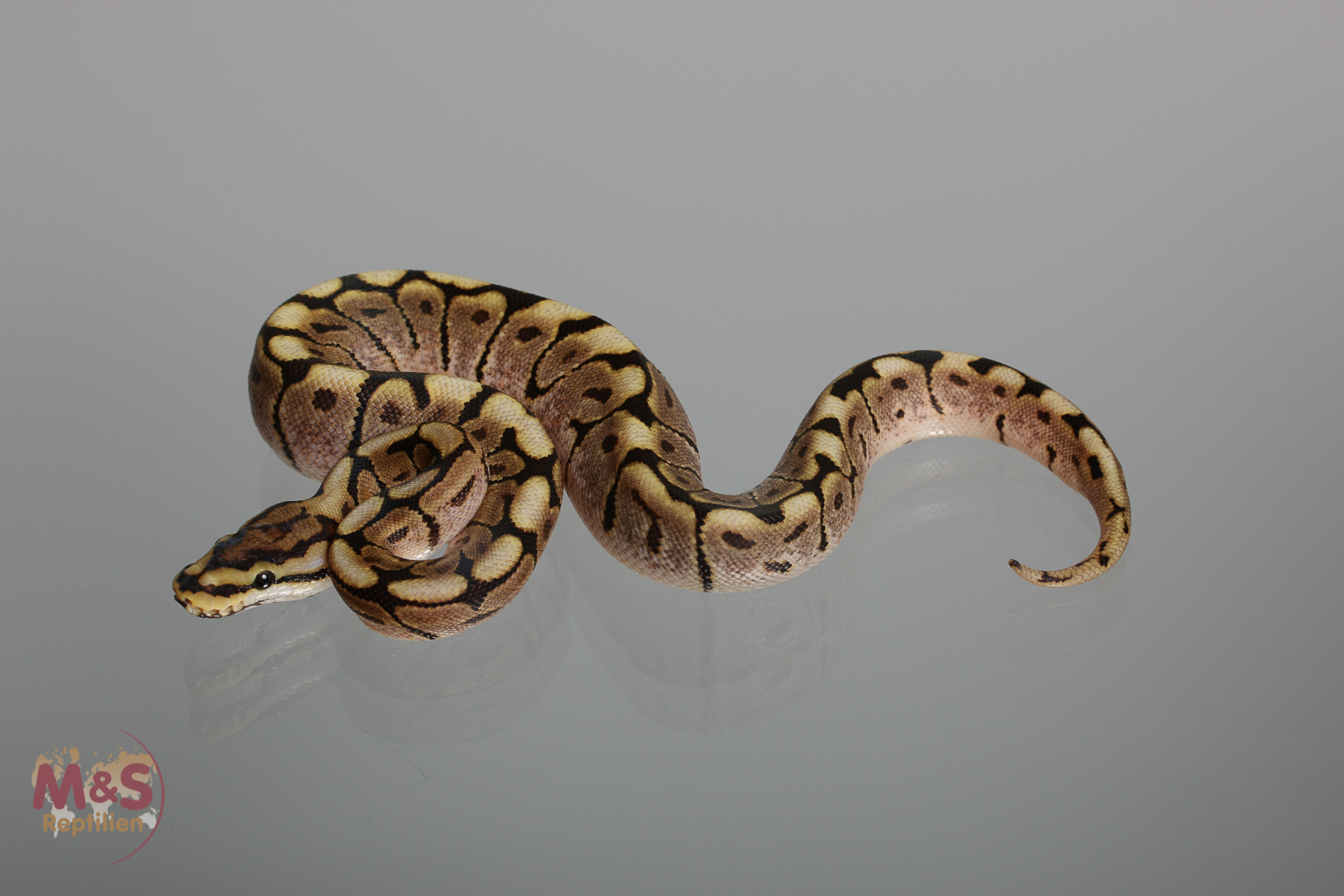 1.0 (Male) Gravel Spider Königspython NZ´M&S´17 Python regius