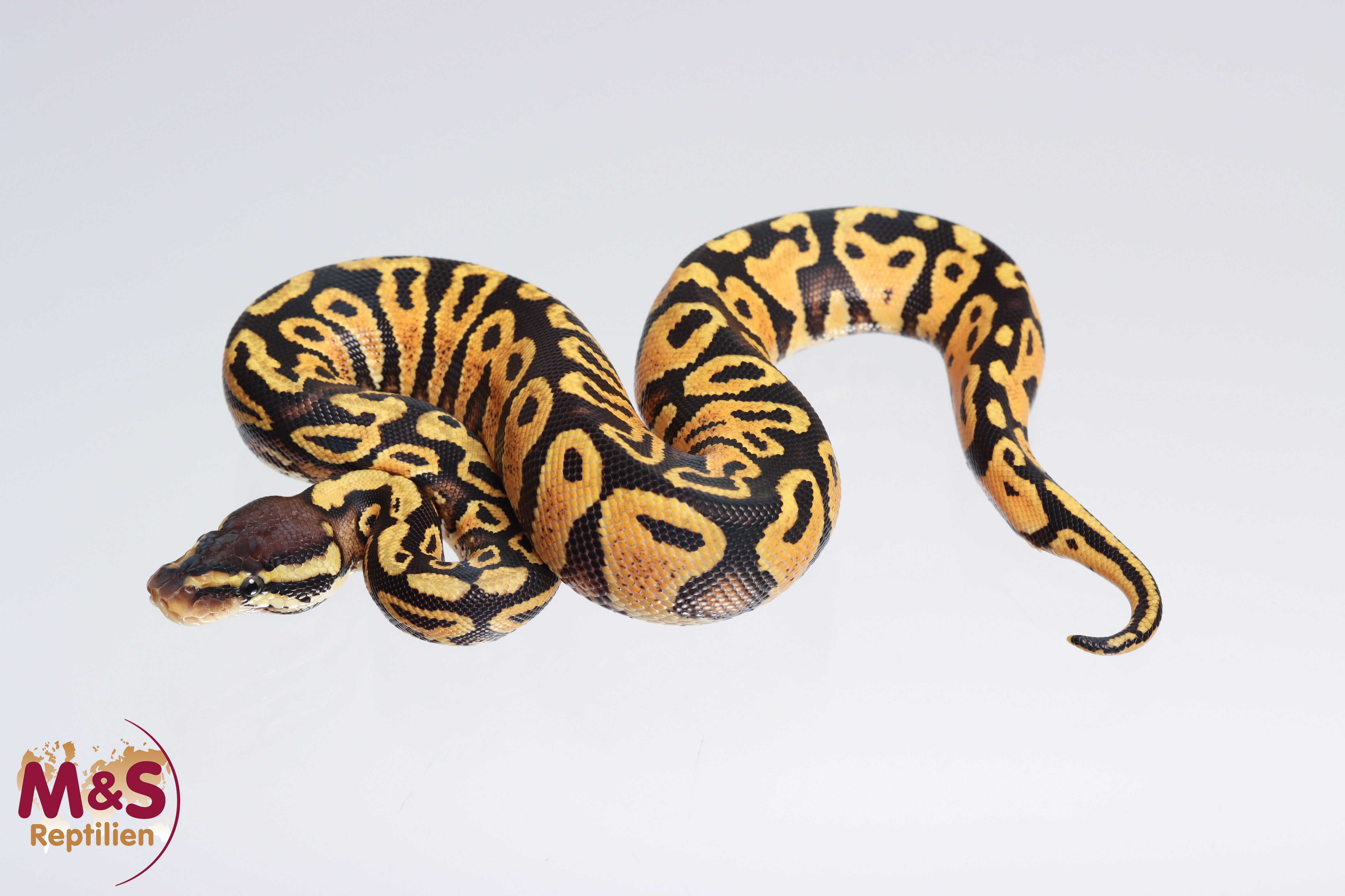 0.1 (Female) Gravel - Pastel Königspython NZ´M&S´22 Python regius