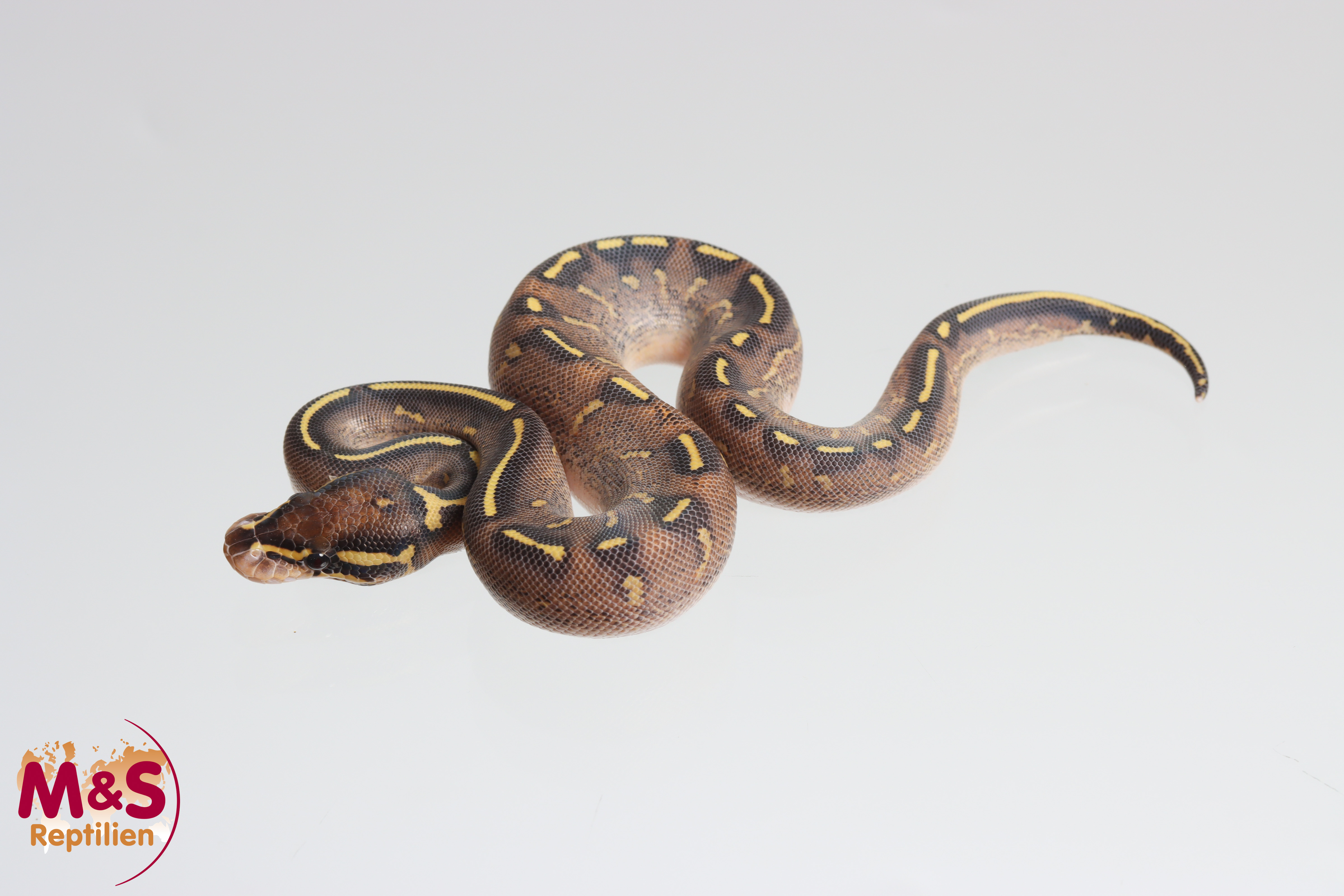 0.1 (Female) Super Gravel Königspython NZ´M&S´25 Python regius