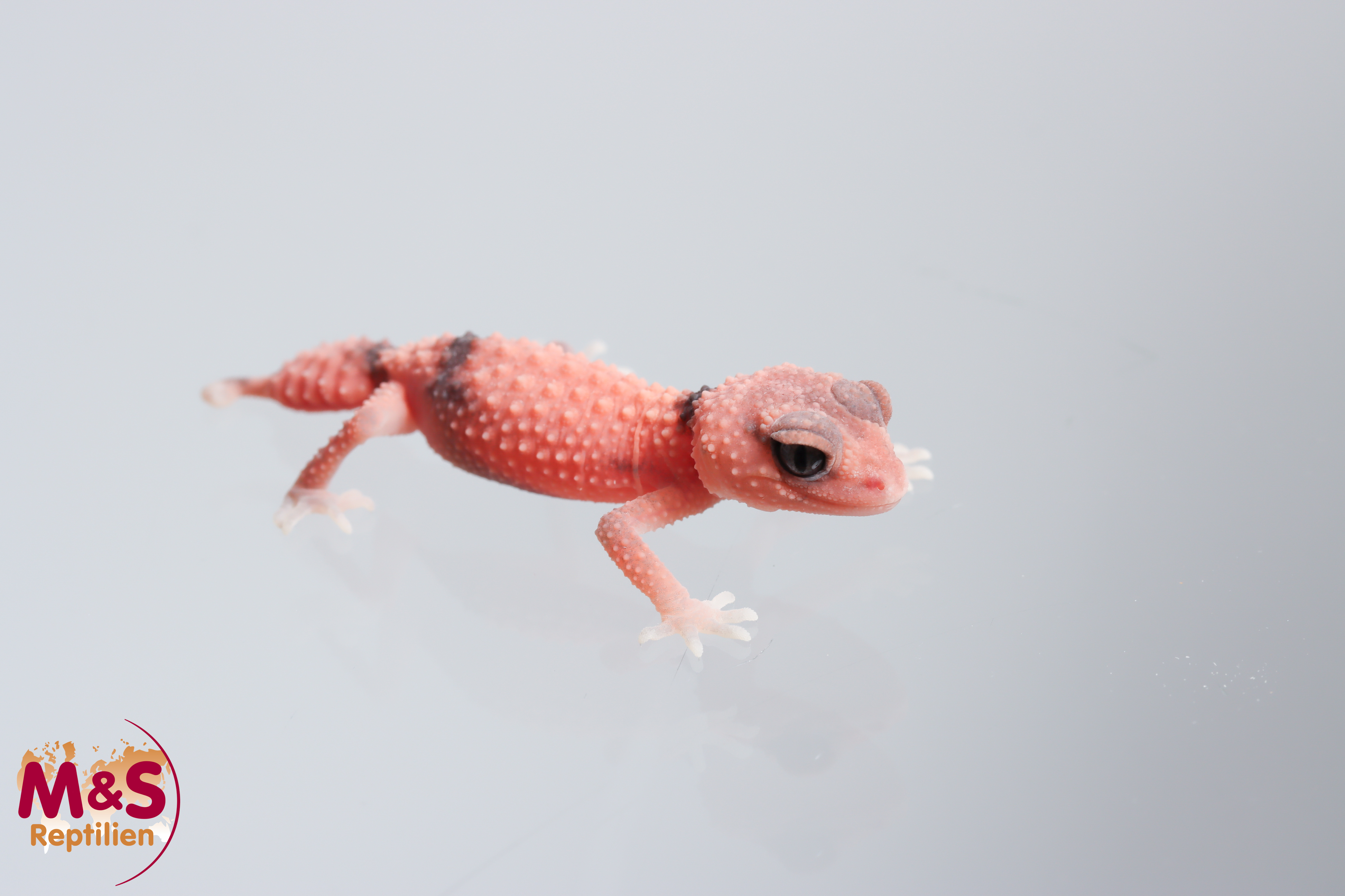 Wheelers Knopfschwanzgecko "patternless" NZ'25 (small) Nephrurus cinctus (Symbolbild)