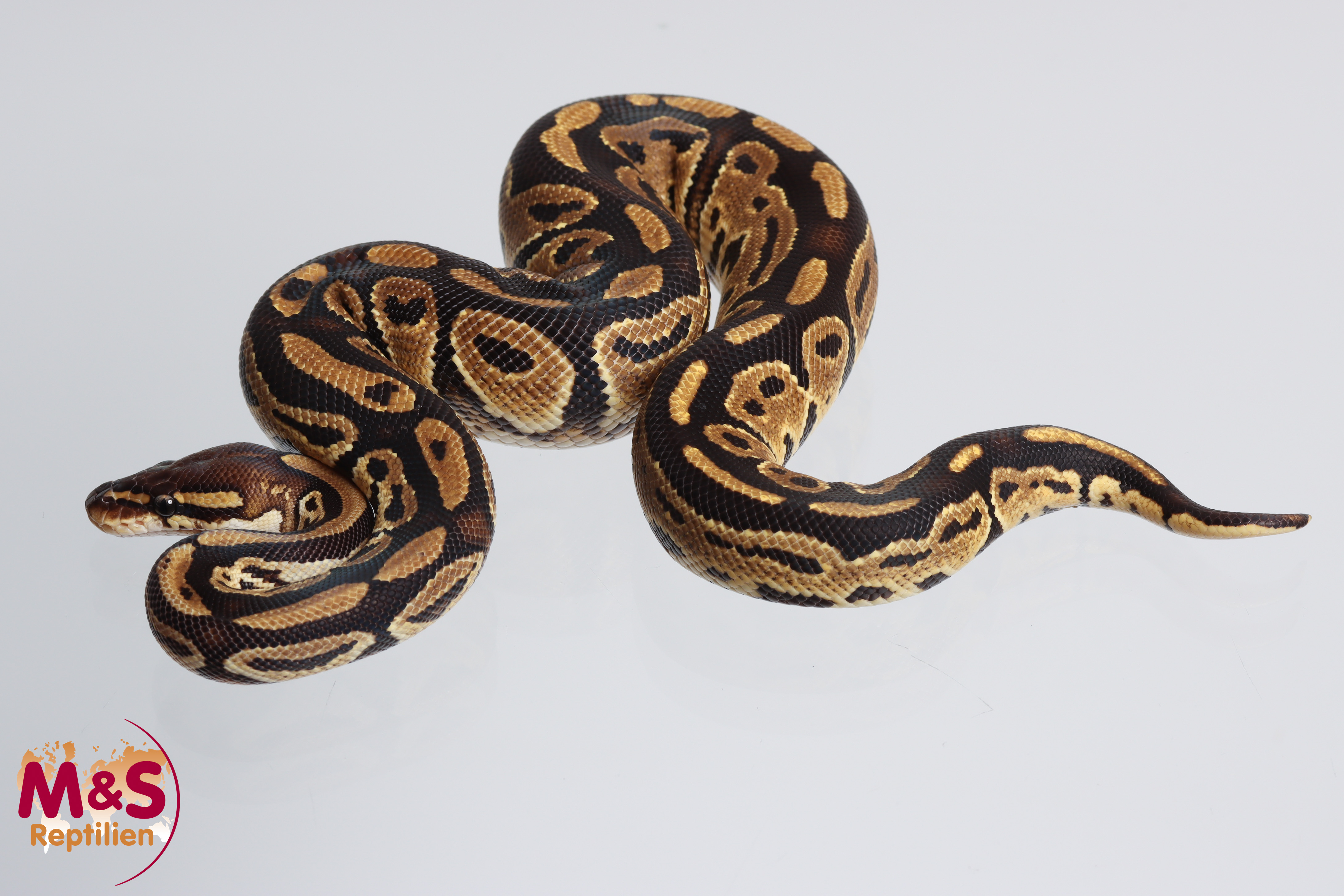 1.0 (Male) Bongo 100 % hetero Piebald poss. Clown Königspython NZ´M&S´23 Python regius