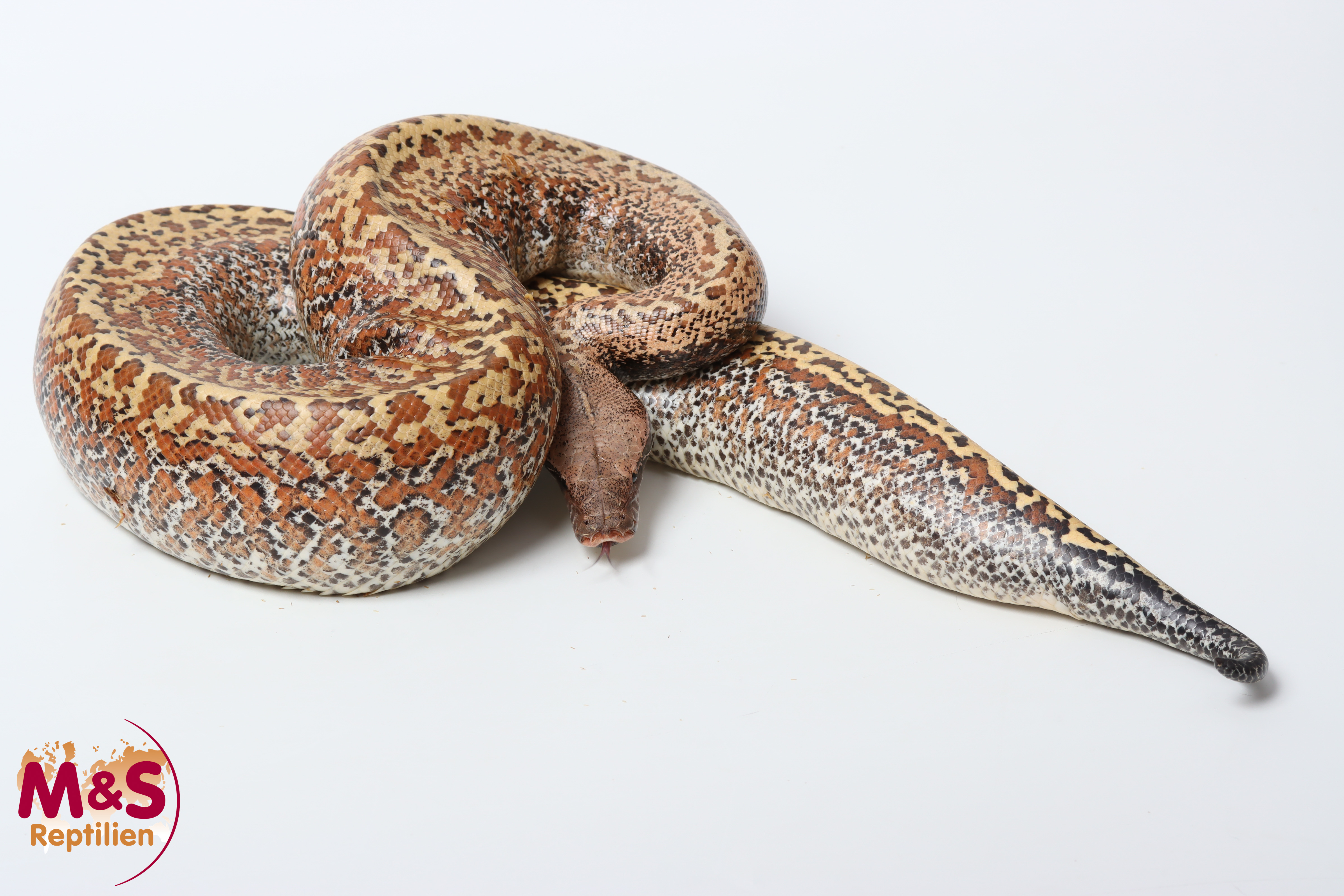 0.1 (Female) Batrix 66% het T- Albino Blutpython NZ'24 (ca.80-90cm) Python curtus (Originalbild)