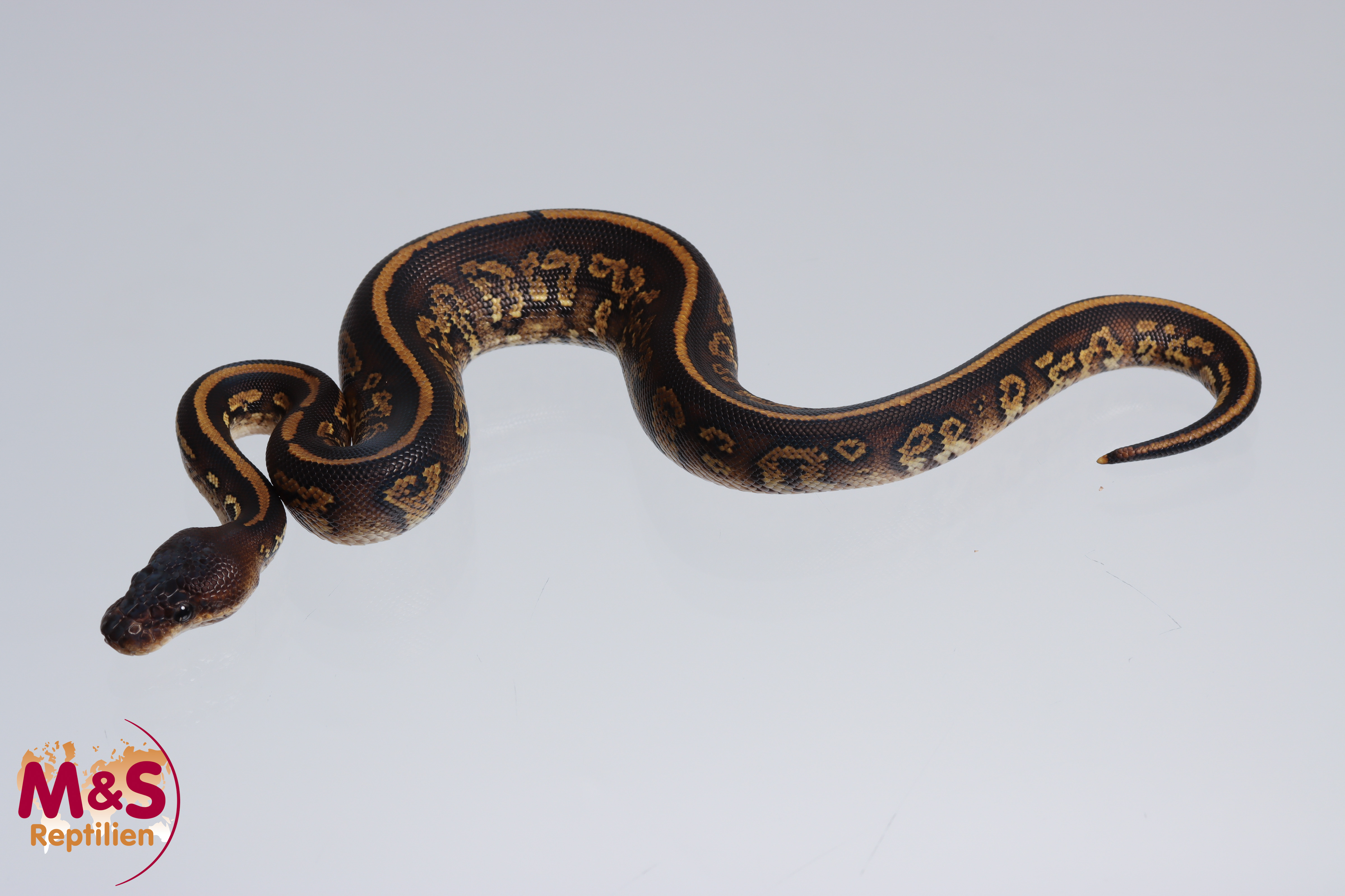 1.0 (Male) Stranger Bongo poss. hetero Piebald Königspython NZ´M&S´23 Python regius