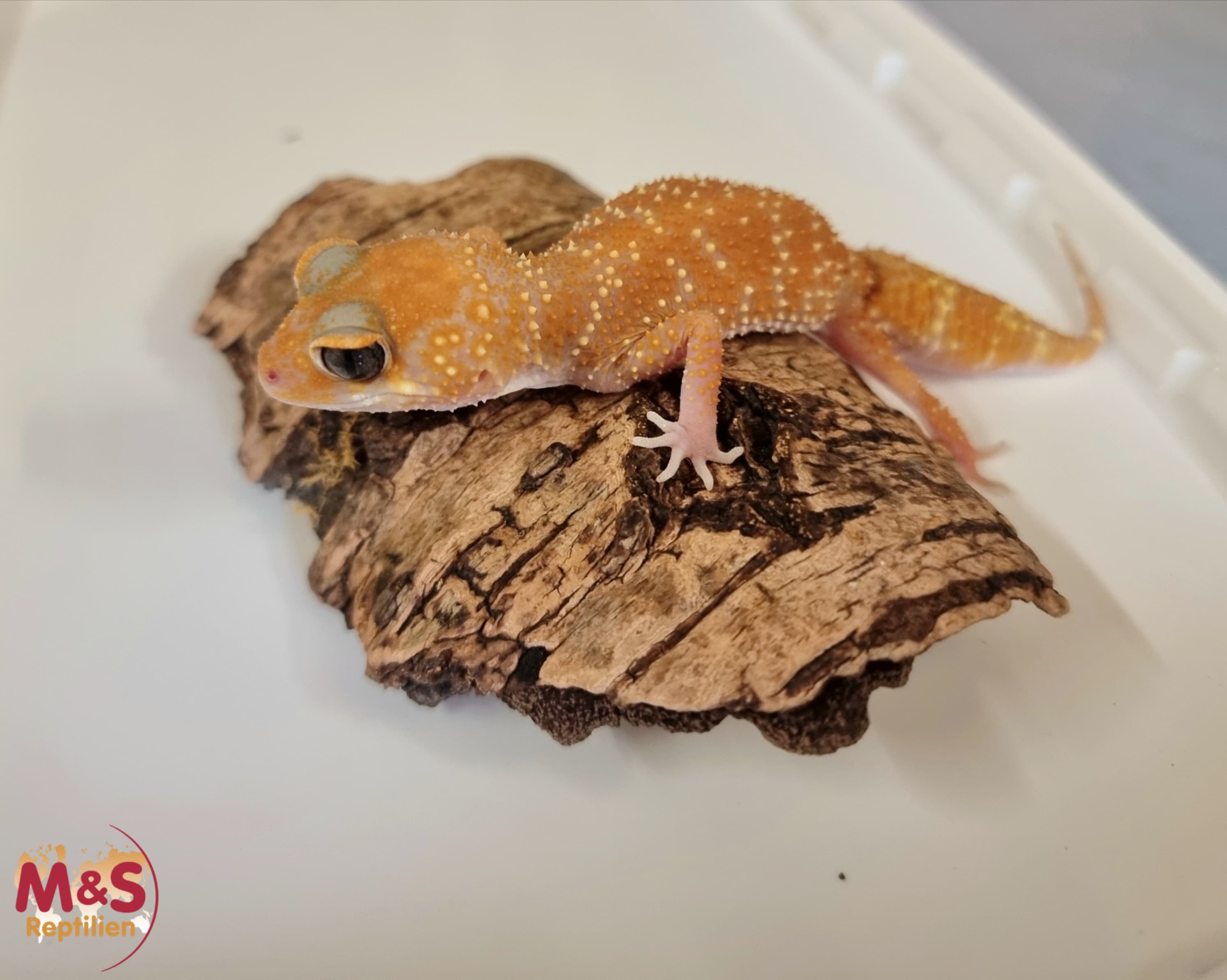0.1 (Female) Australischer Dickschwanzgecko "Albino" NZ 23 ( adult ) U. husbandi (Symbolbild)
