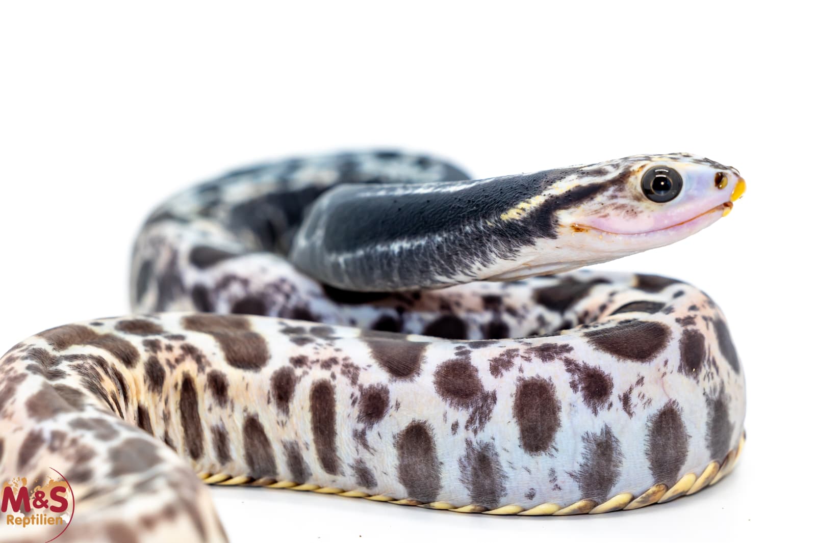 1.0 (Male) ''Scaleless'' Falsche Wasserkobra NZ´25 (ca.100 cm) Hydrodynastes gigas