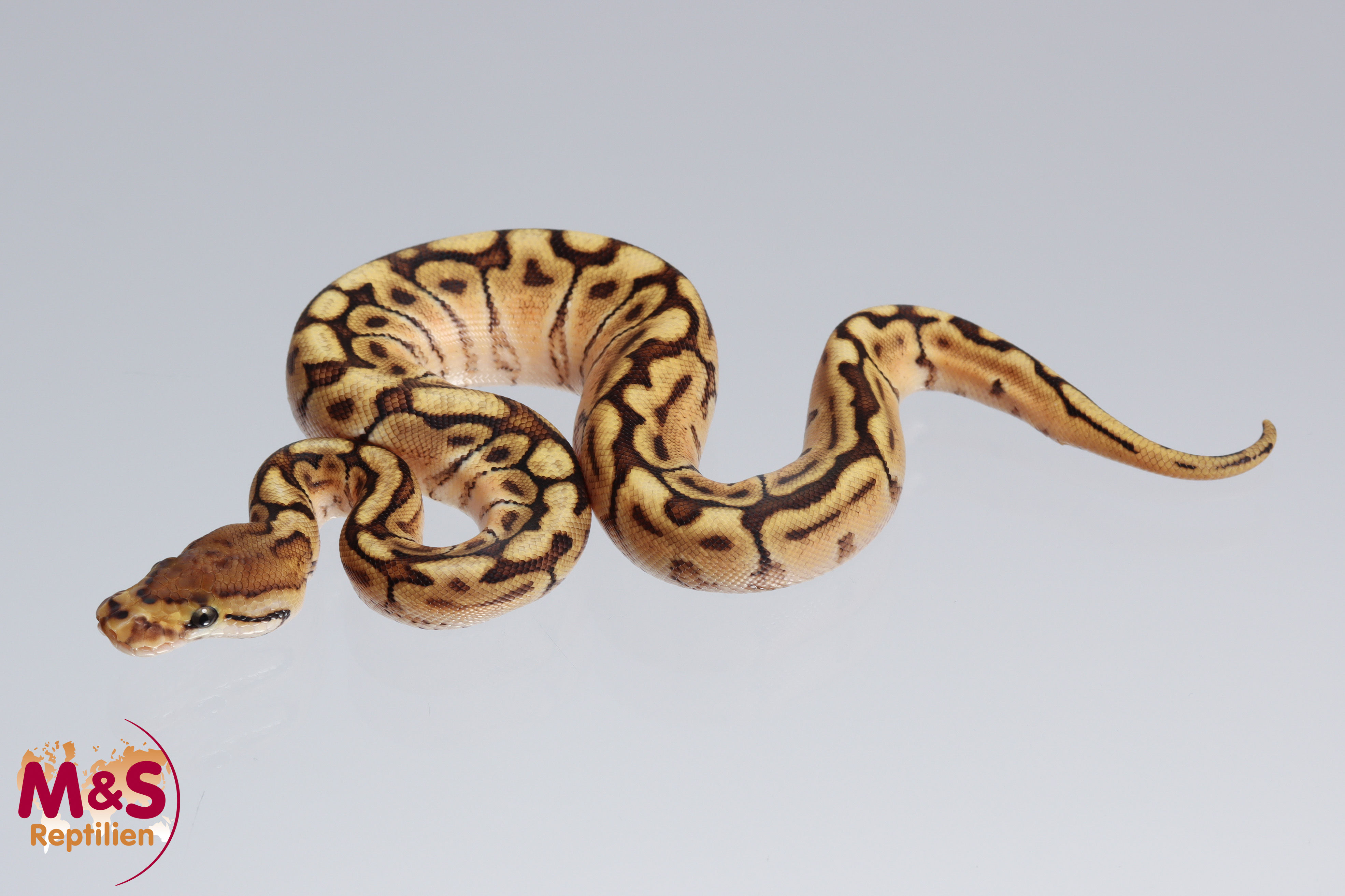 0.1 (Female) Bongo - Spider 66% pos. hetero Clown Königspython NZ´M&S´22 Python regius