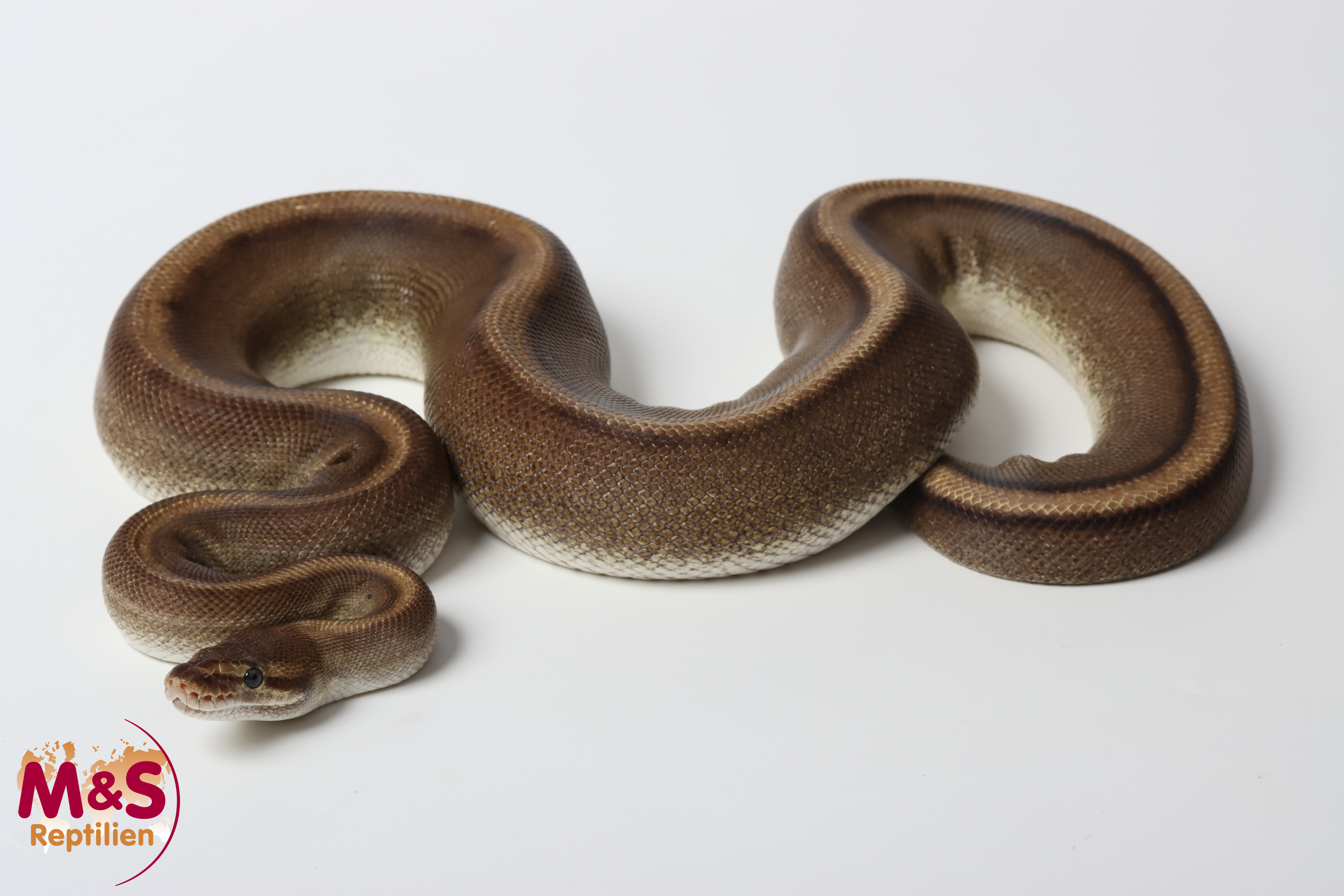 0.1 (Female) Genetic Stripe Königspython NZ´M&S´21 Python regius