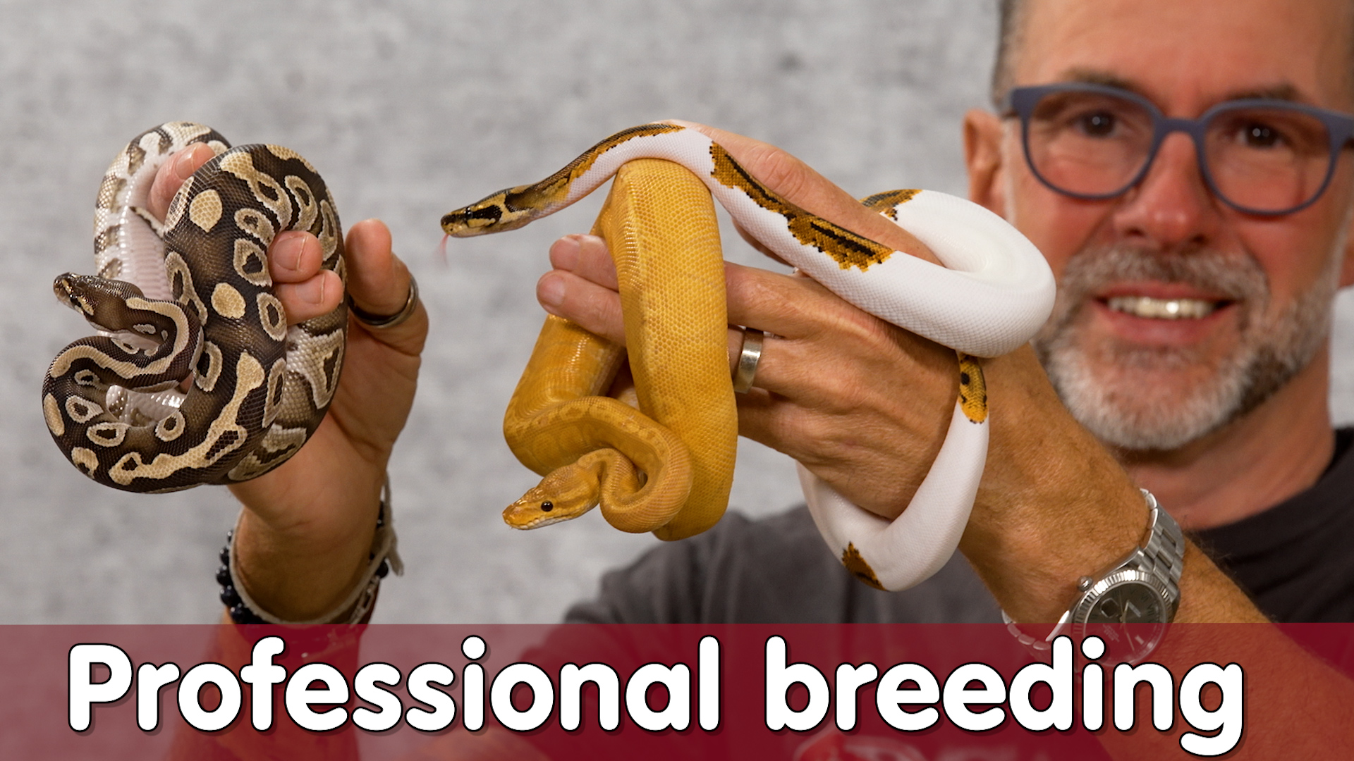 Mit Python Zucht GELD verdienen? | Professional Ball Python breeding | Reptil TV