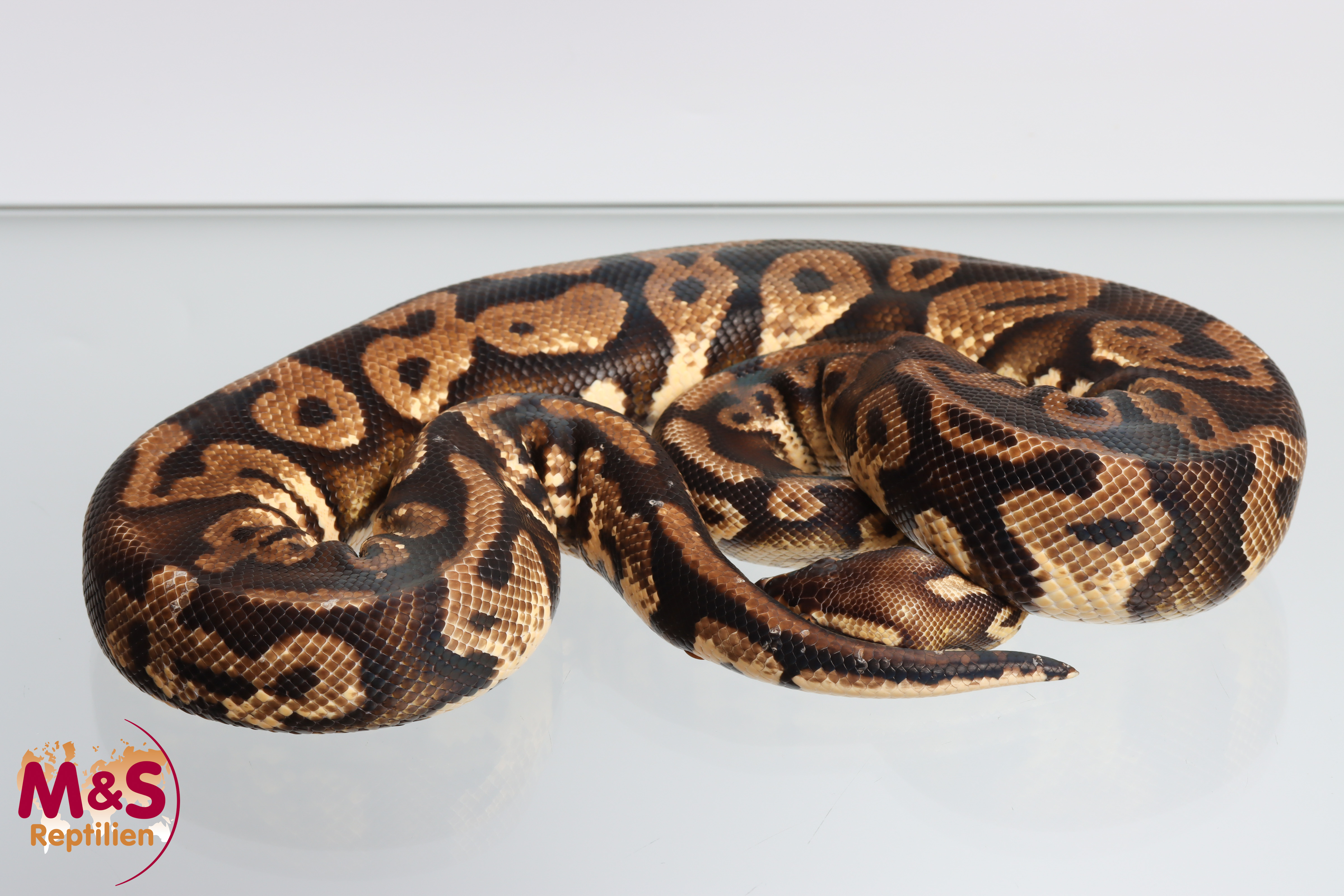 1.0 ( Male) Circle - Citrus Königspython  NZ´M&S´16 Python regius