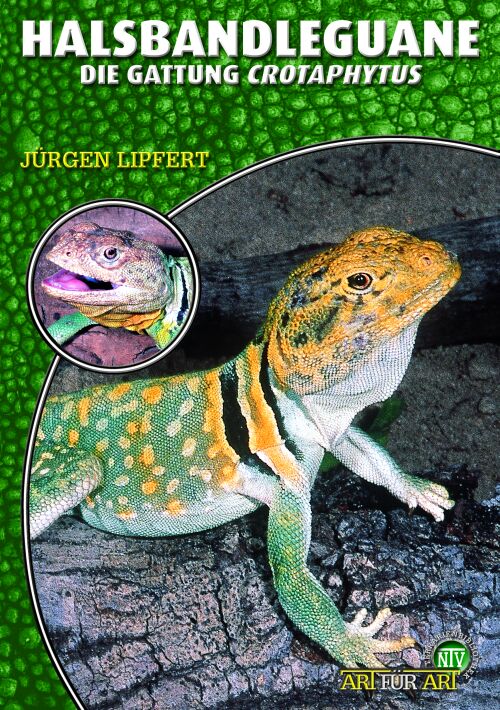 Halsbandleguane - Die Gattung Crotaphytus (Jürgen Lipfert)
