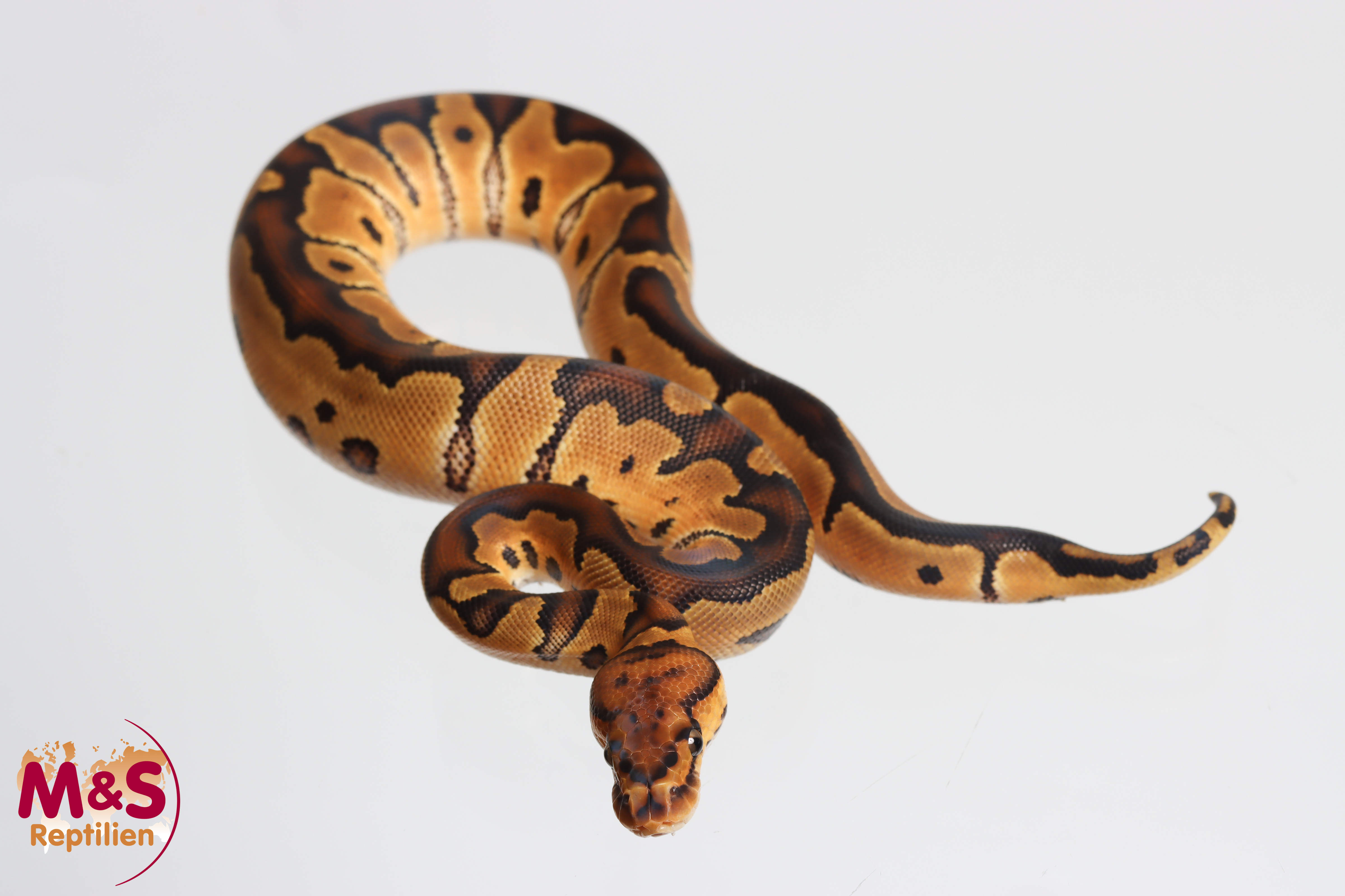 0.1 (Female) Clown Königspython NZ´M&S´26 Python regius
