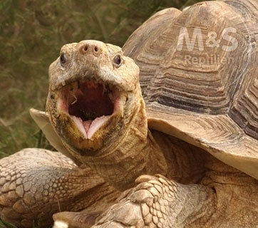 cms image