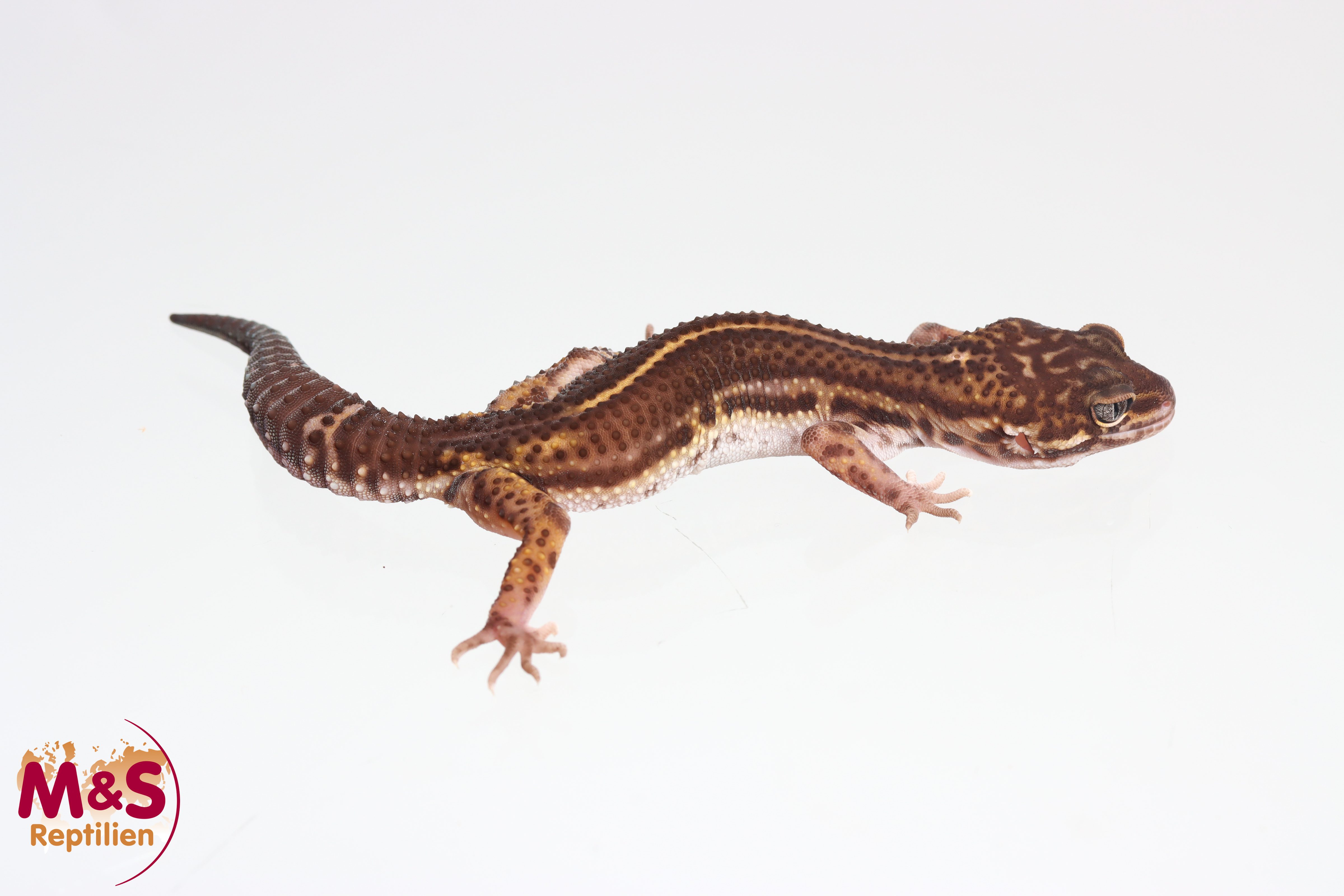 0.1 (Female) Black Night Leopardgecko NZ'24 (subadult) E. macularius (Originalbild)