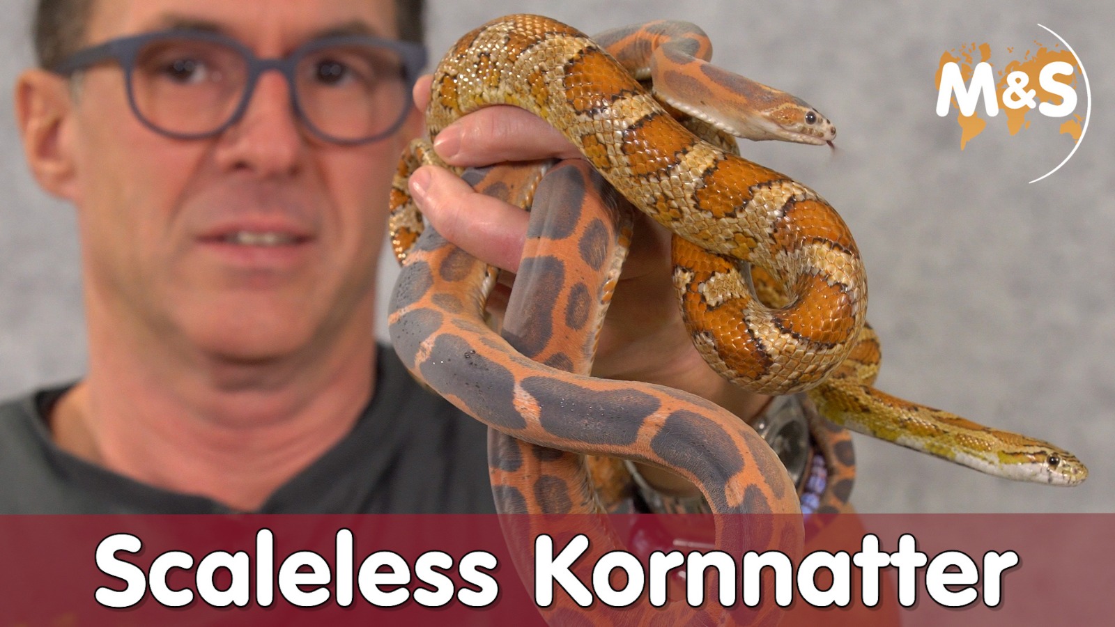 Scaleless Kornnatter | Mit oder ohne Schuppen? | Reptil TV