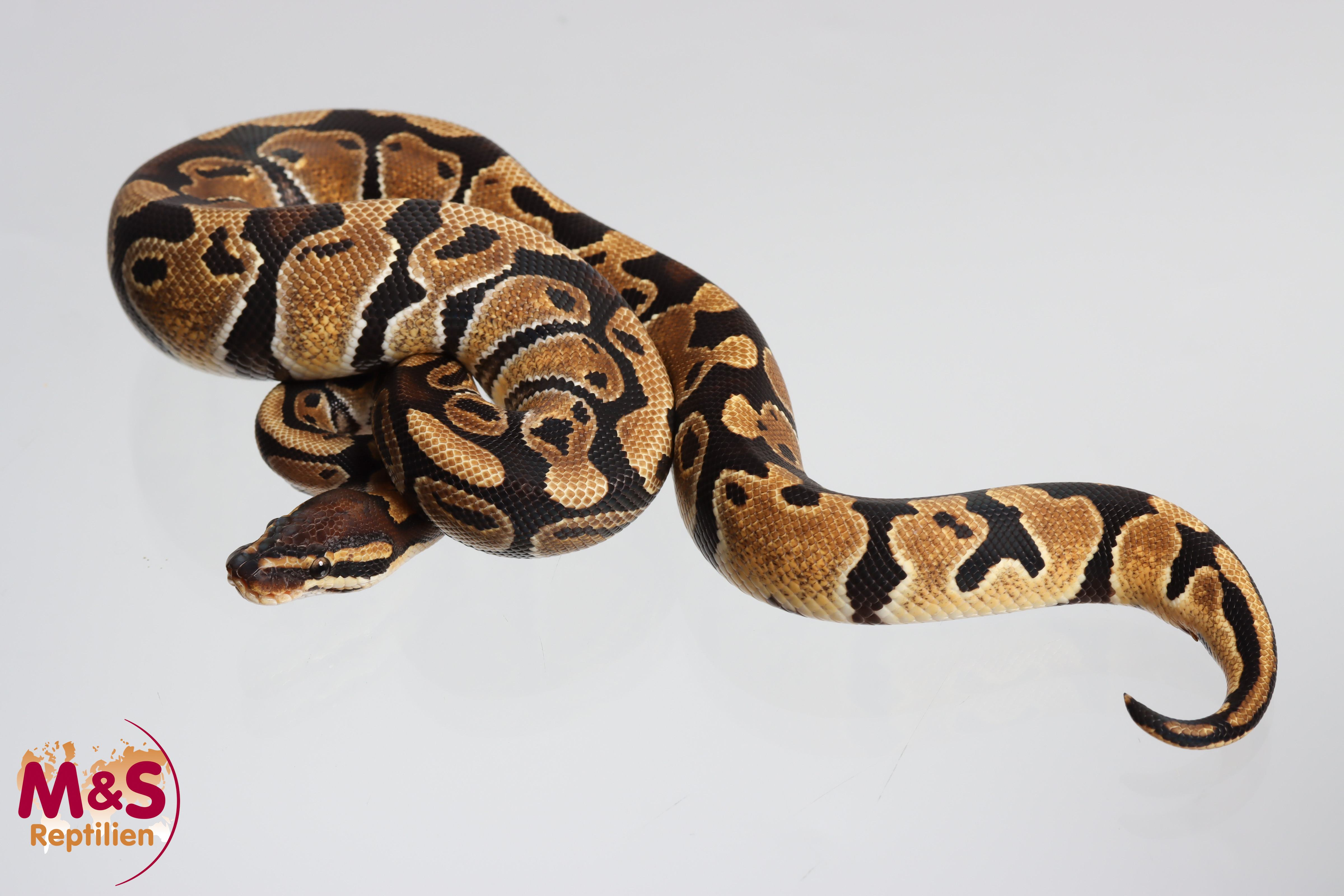 0.1 (Female) 100% het .Sunset poss.  Clown Königspython NZ´M&S´24 Python regius